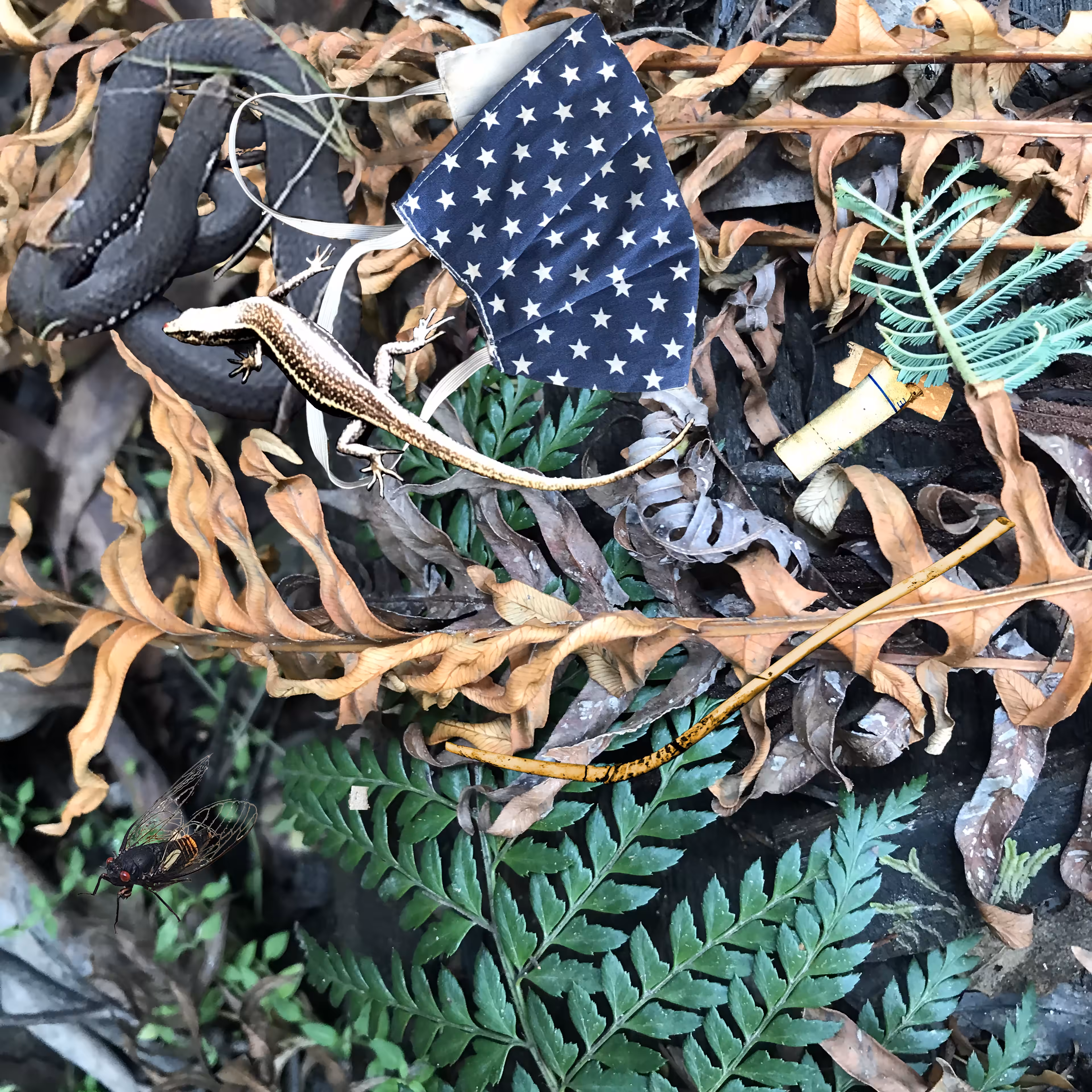 Forest Trash and Treasure #118