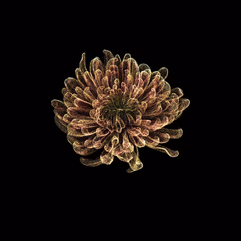 Chrysanthemum Morifolium 30 #94