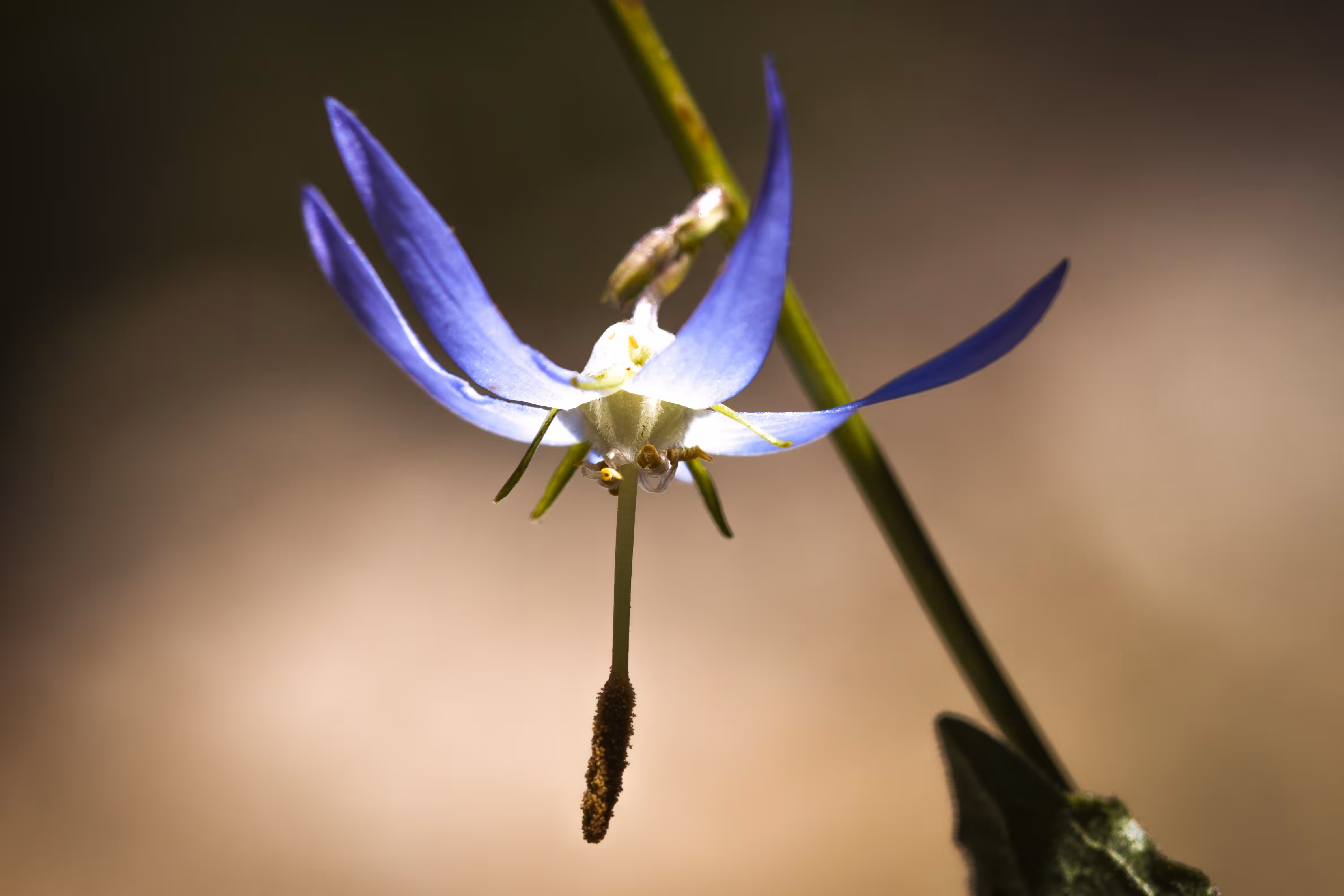 BloomChute