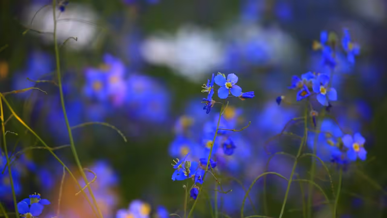 Photography: entangled in love