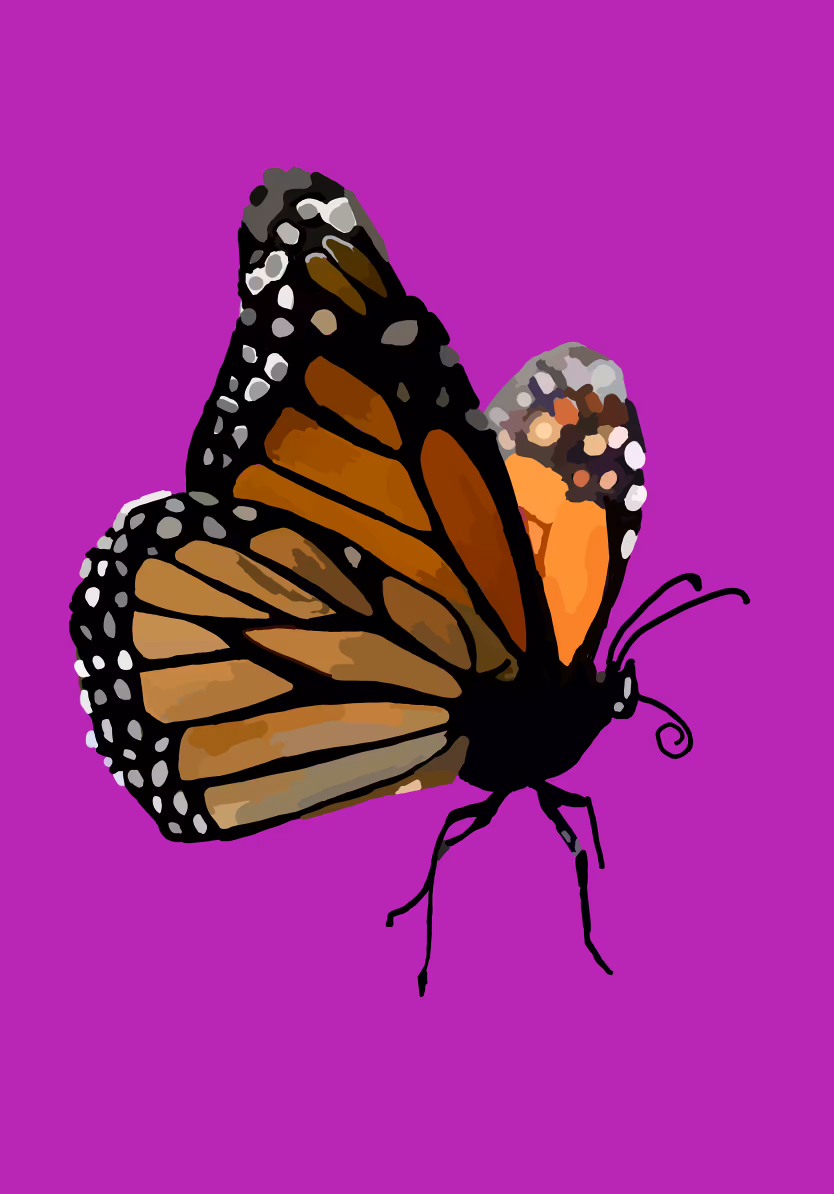 Monarch Butterfly