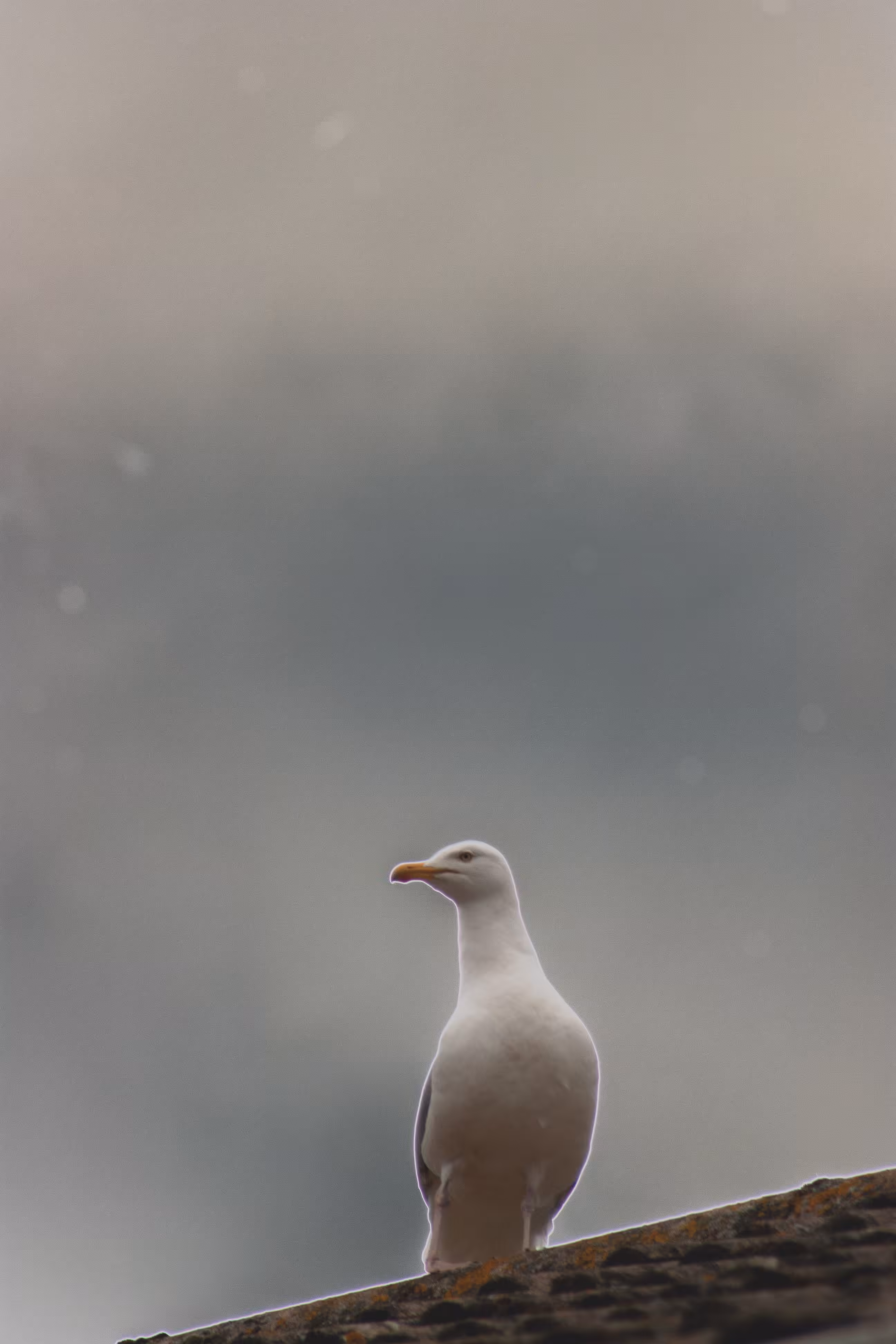 Herring Gull