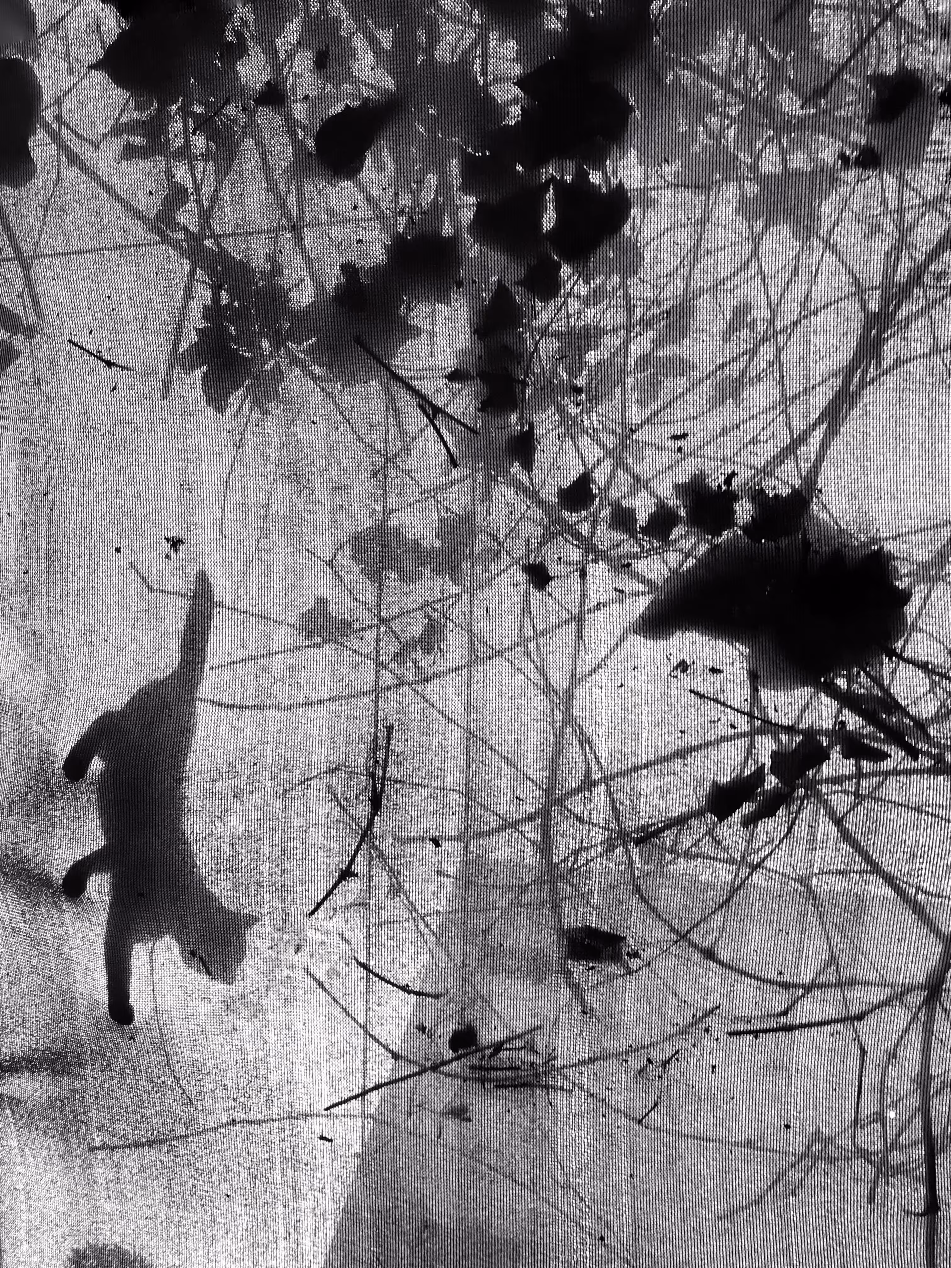 Night and Cat