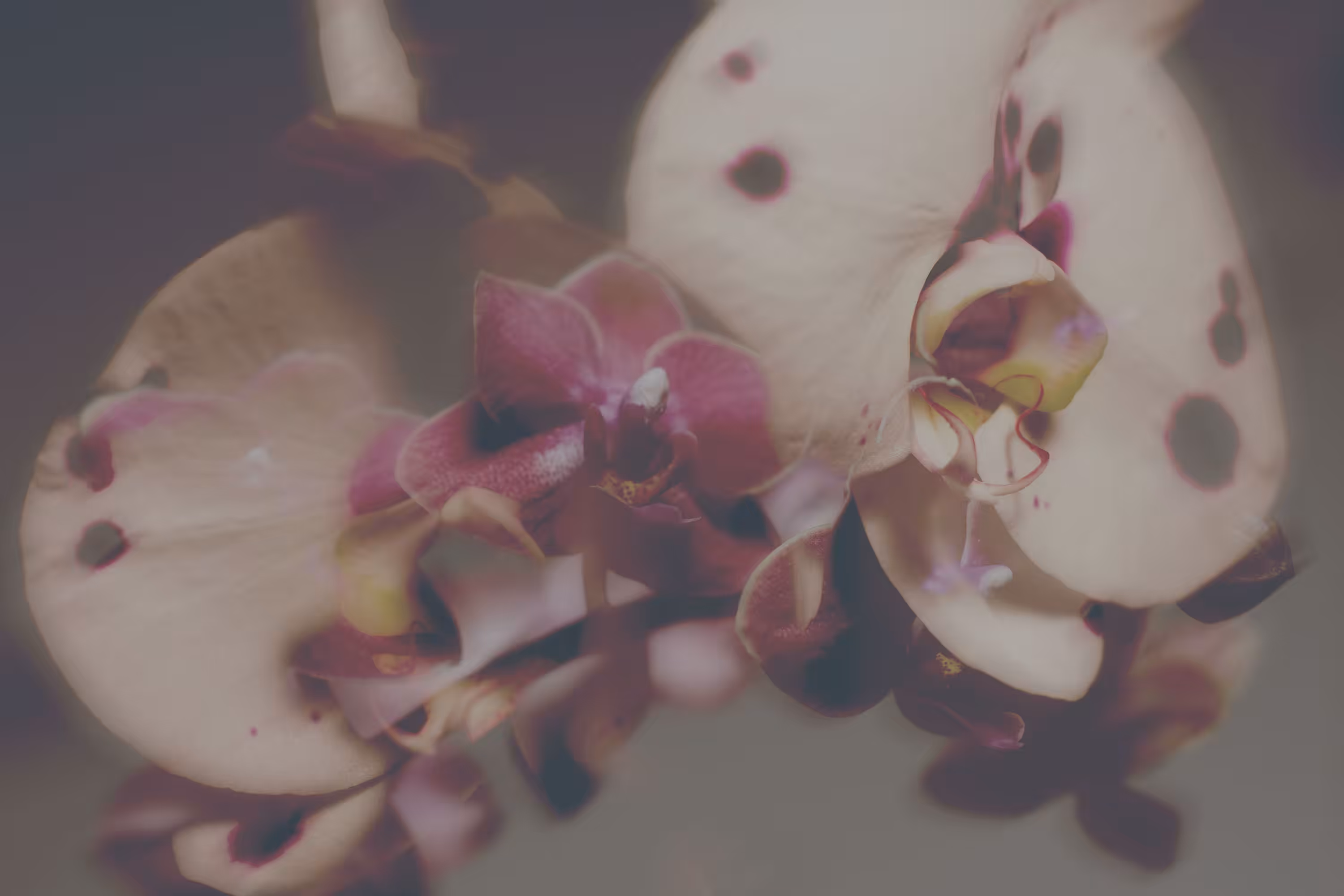 THE DESIRE DIARY #00