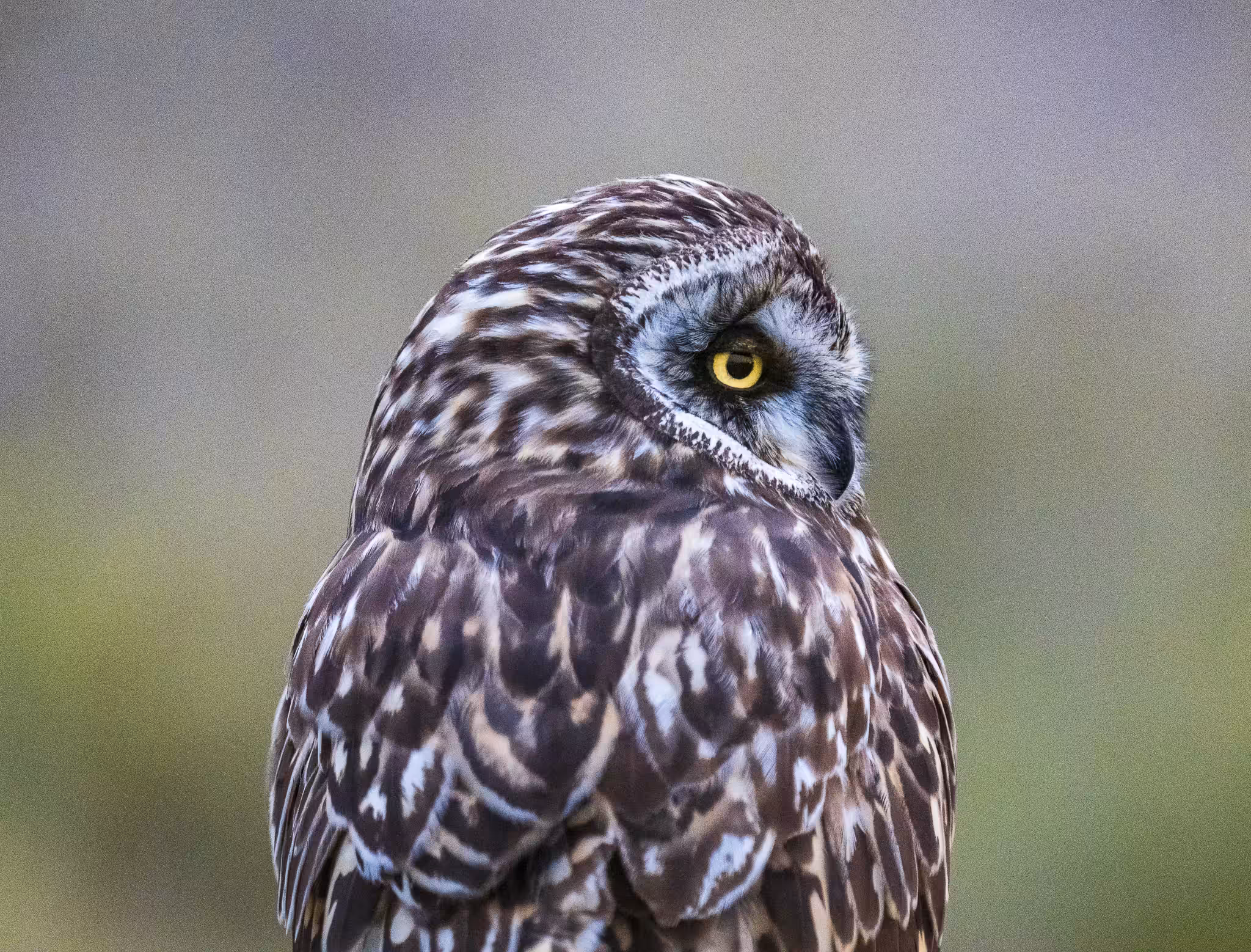 Fluffy Owl Hunting 