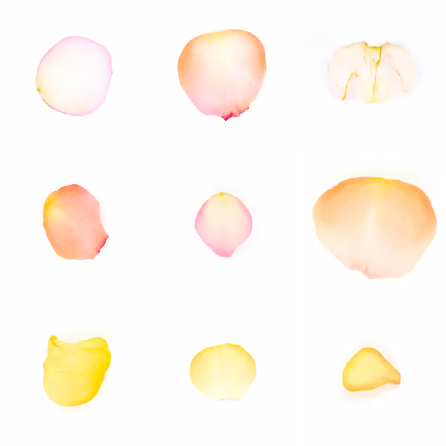 Infinite Petals 3x3#2028