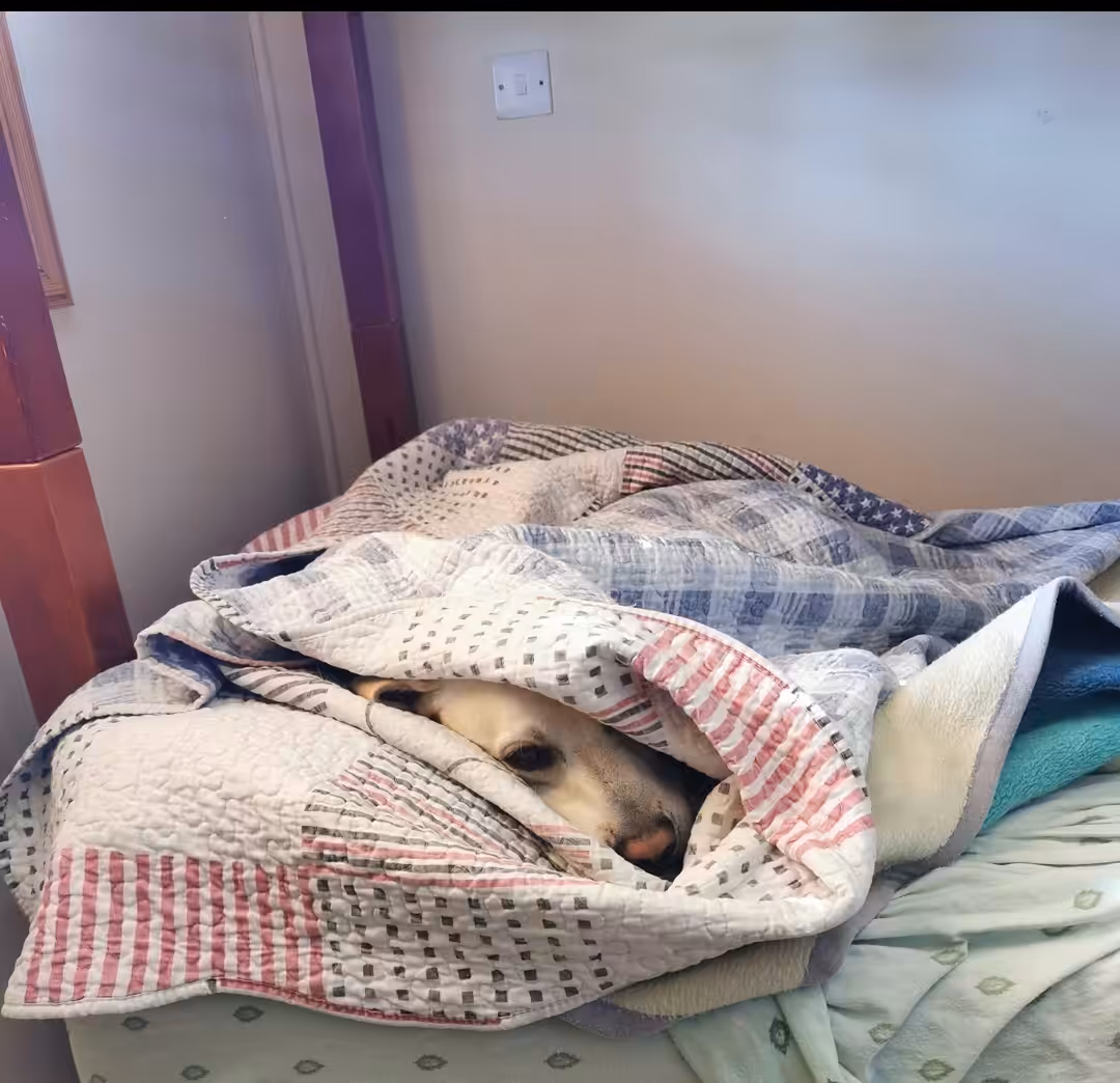 My Labrador