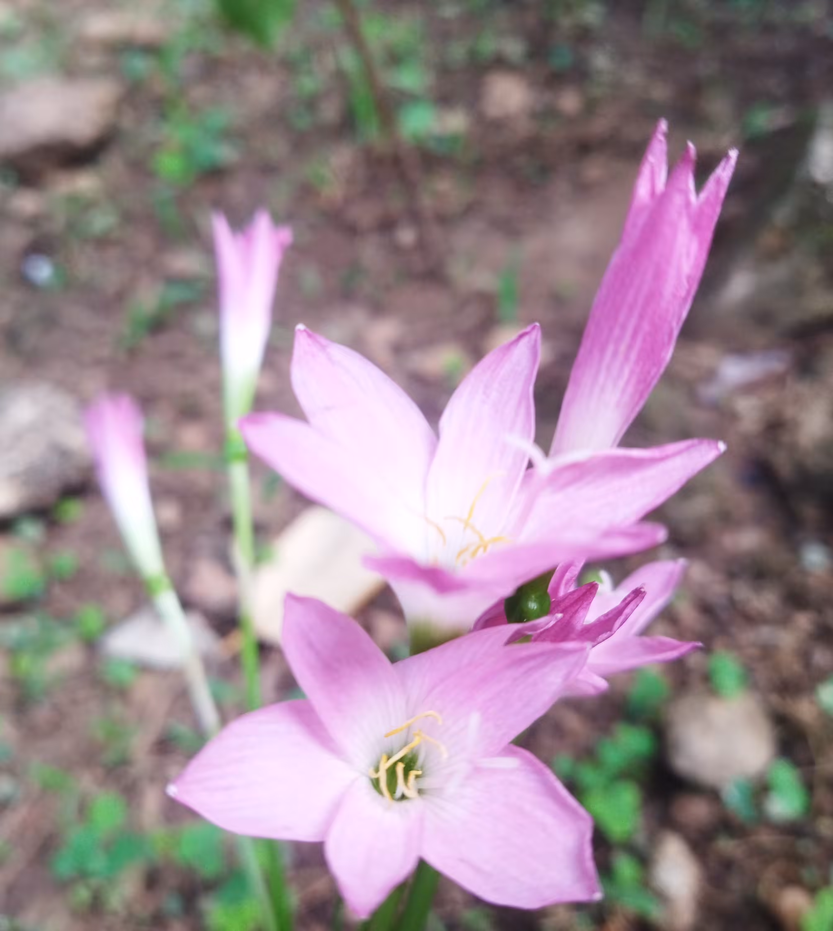 My World Of Flora And Fauna: Pink Rain Lilies 
