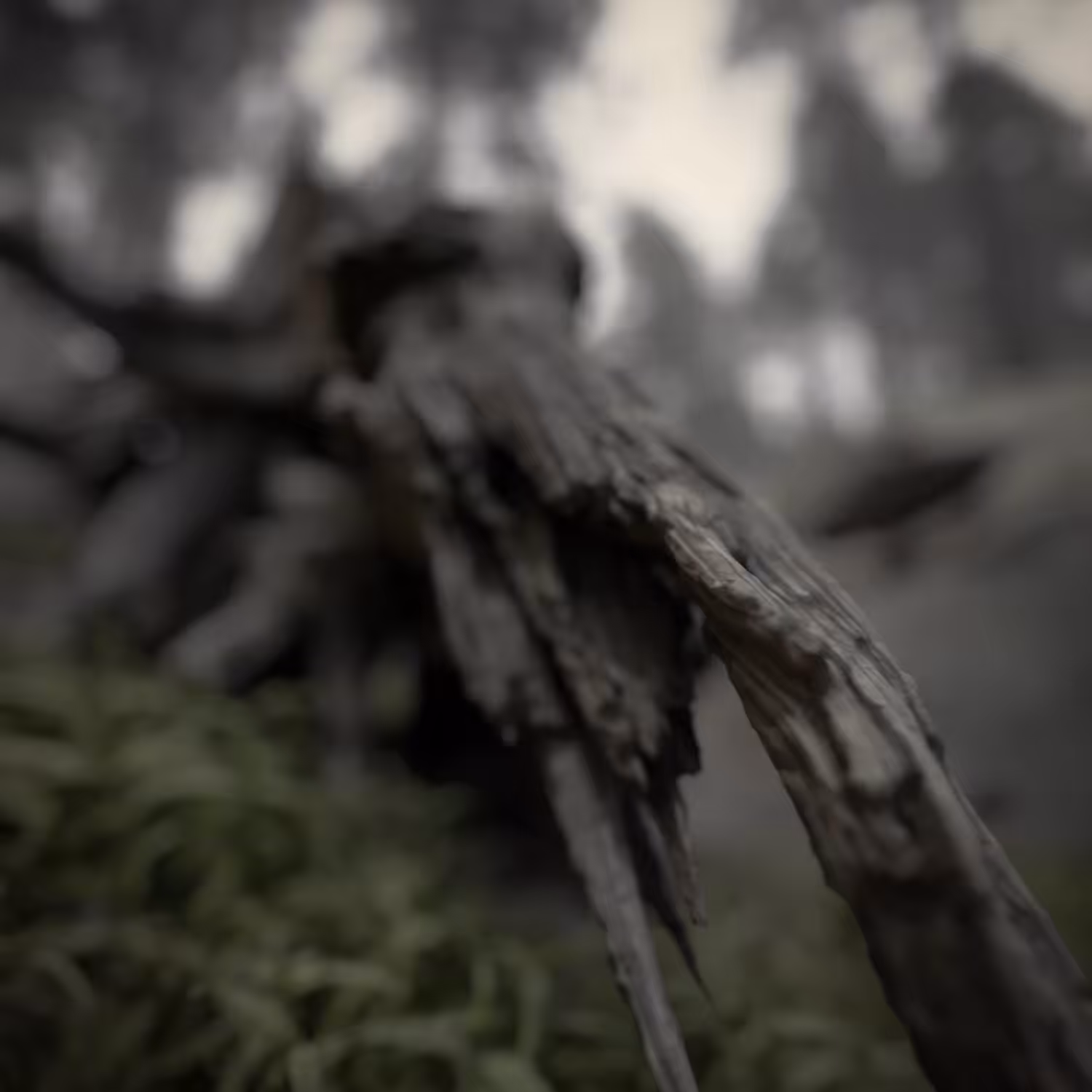 Forest Anomaly