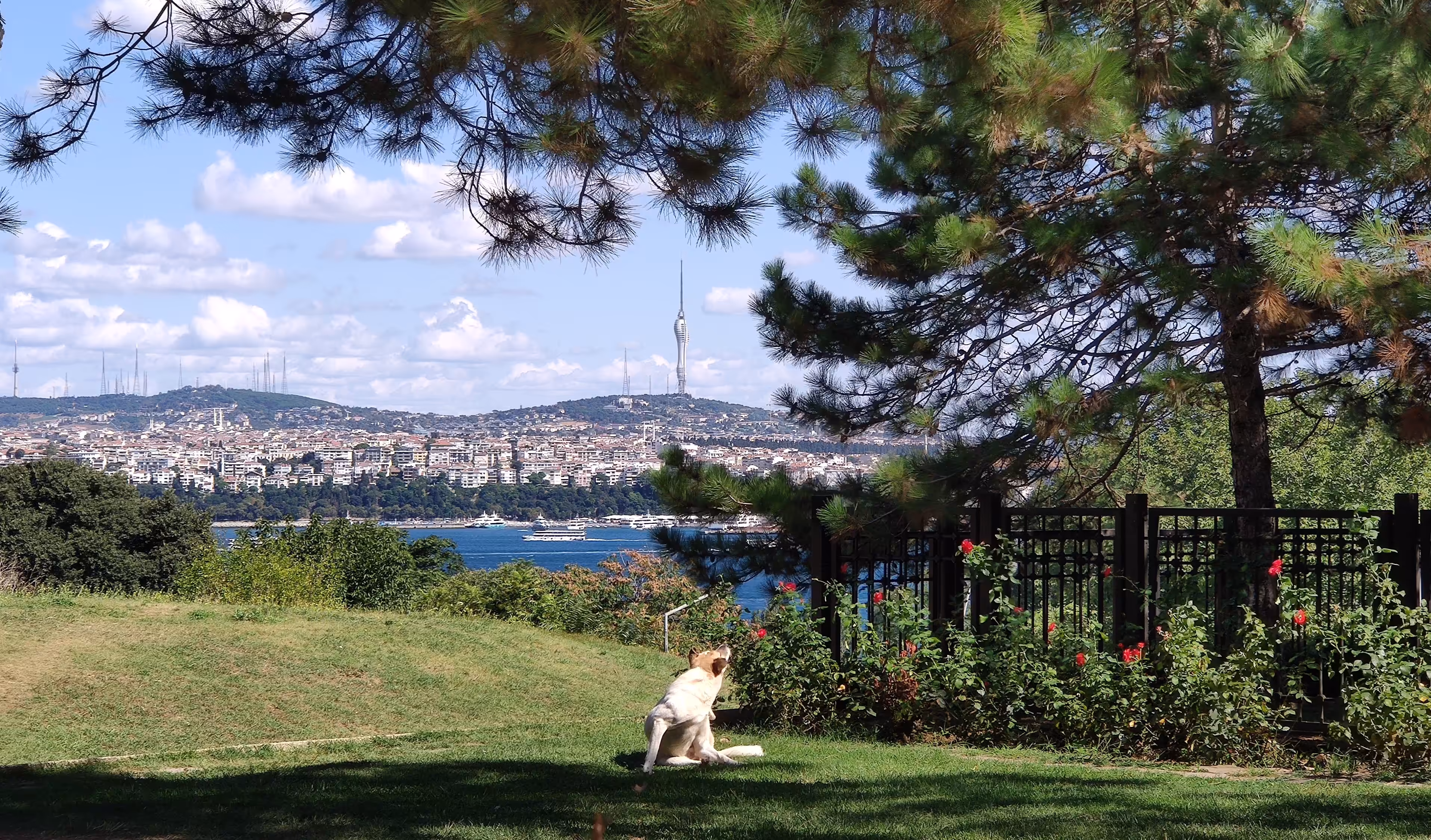 Sunny day & Dog