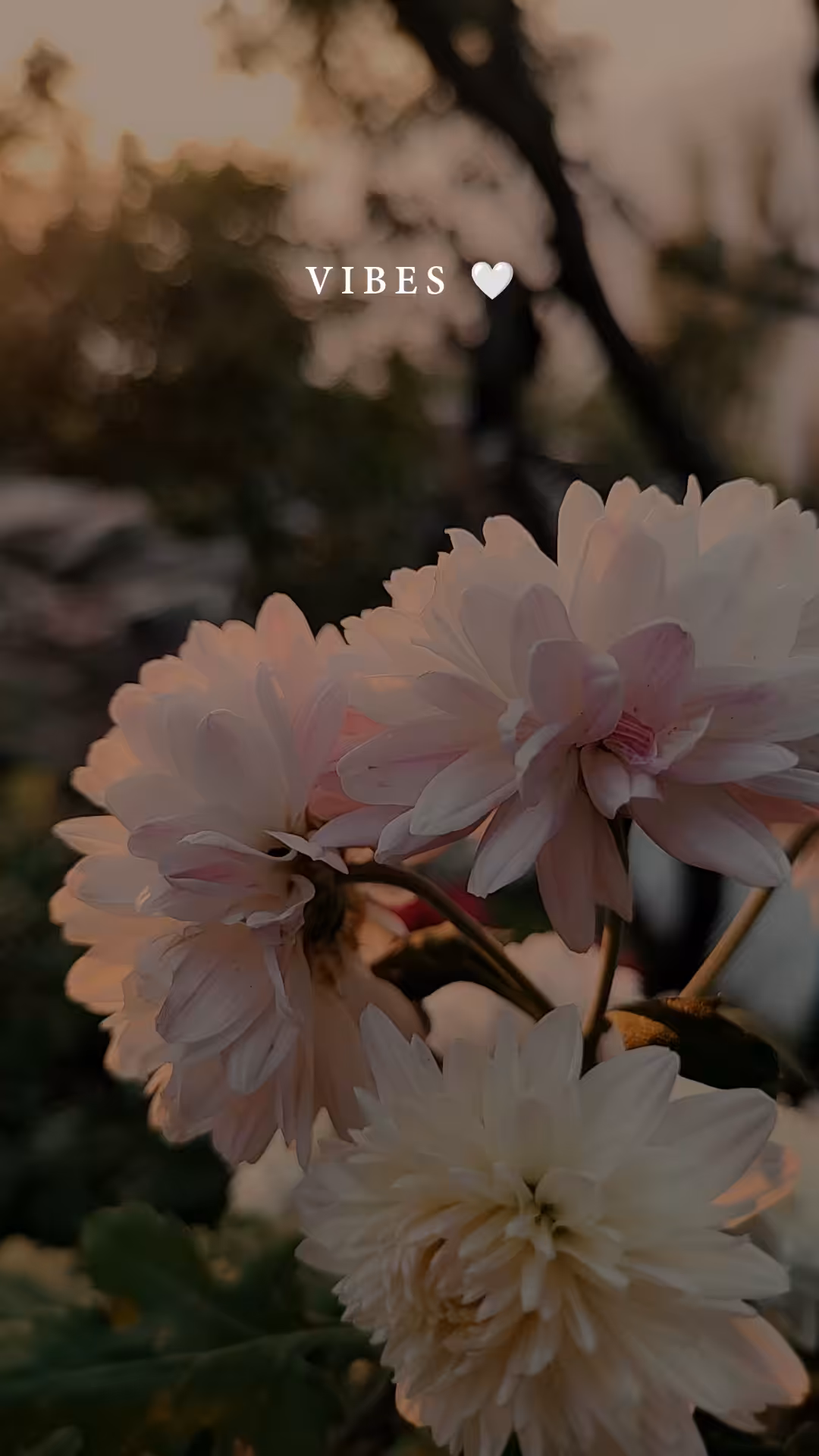 Whispers Of Tranquility 