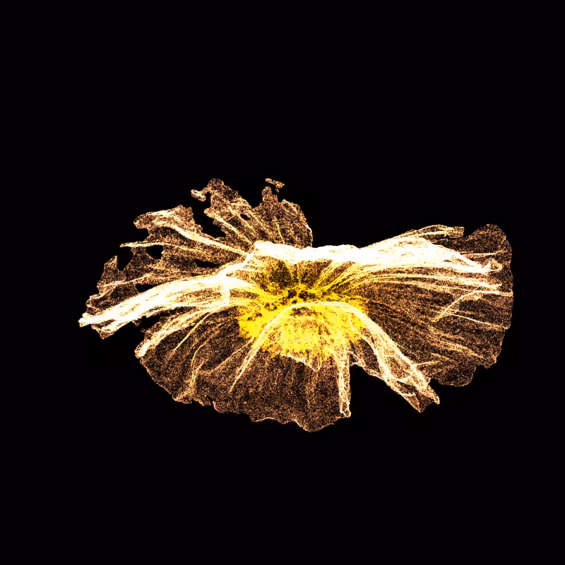 White Poppy 30 #265