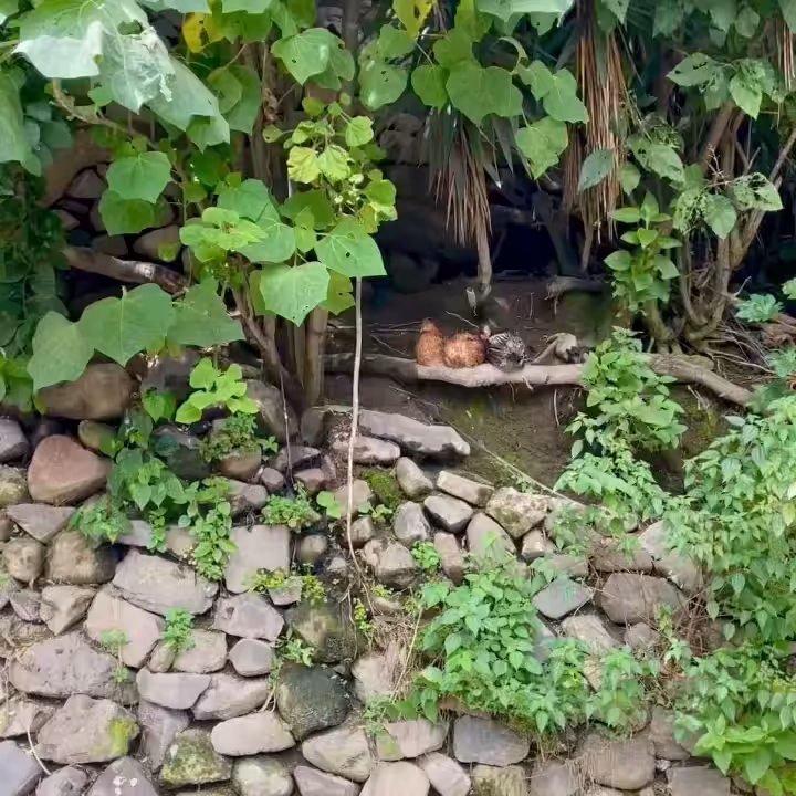 MOMENT#37 (Three chickens)
