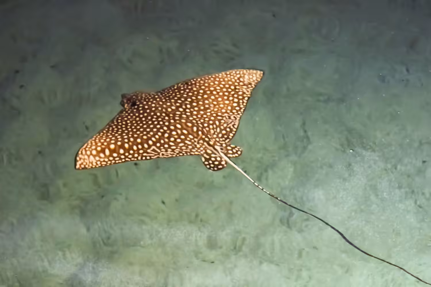 Animated Nature Life: Ocellated Eagle Ray - Aetobatus ocellatus