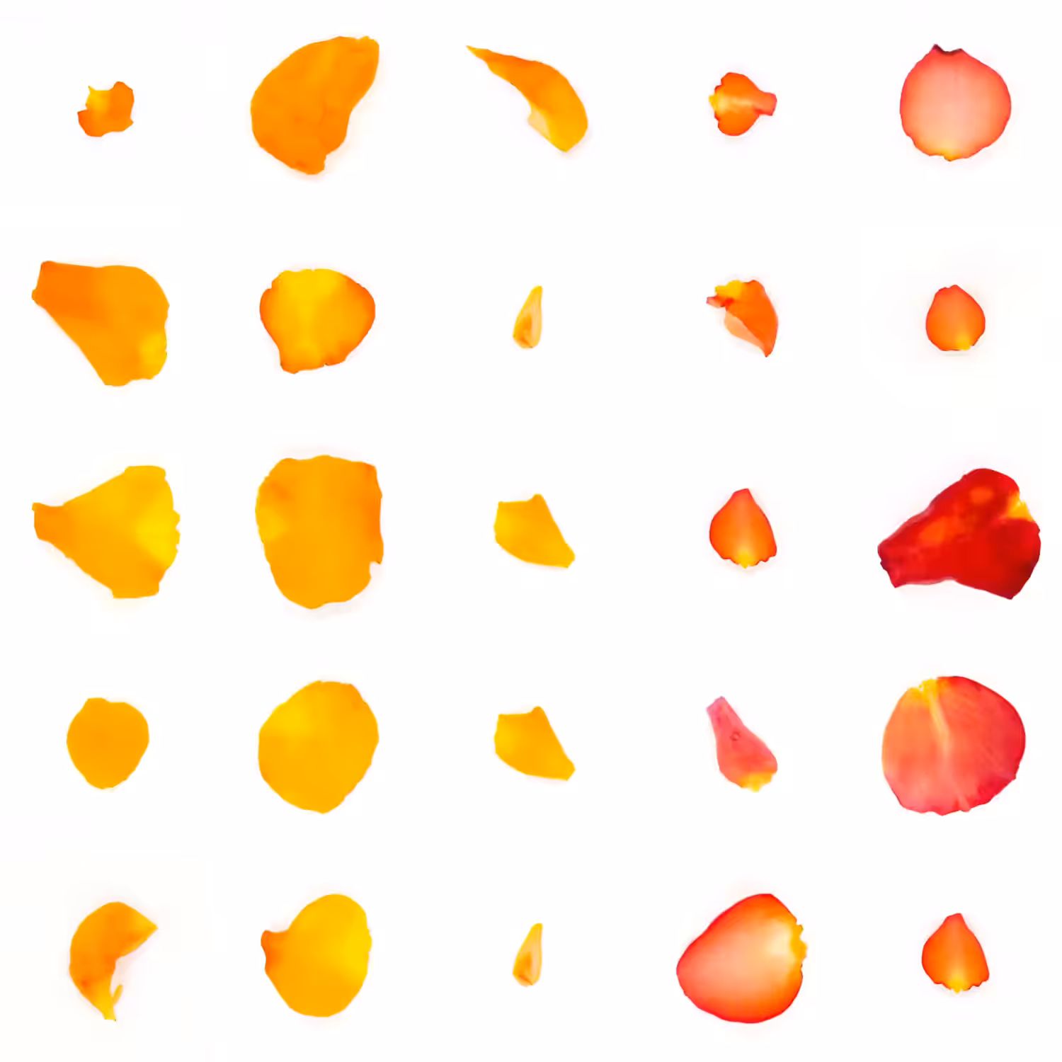Infinite Petals 5x5#21002