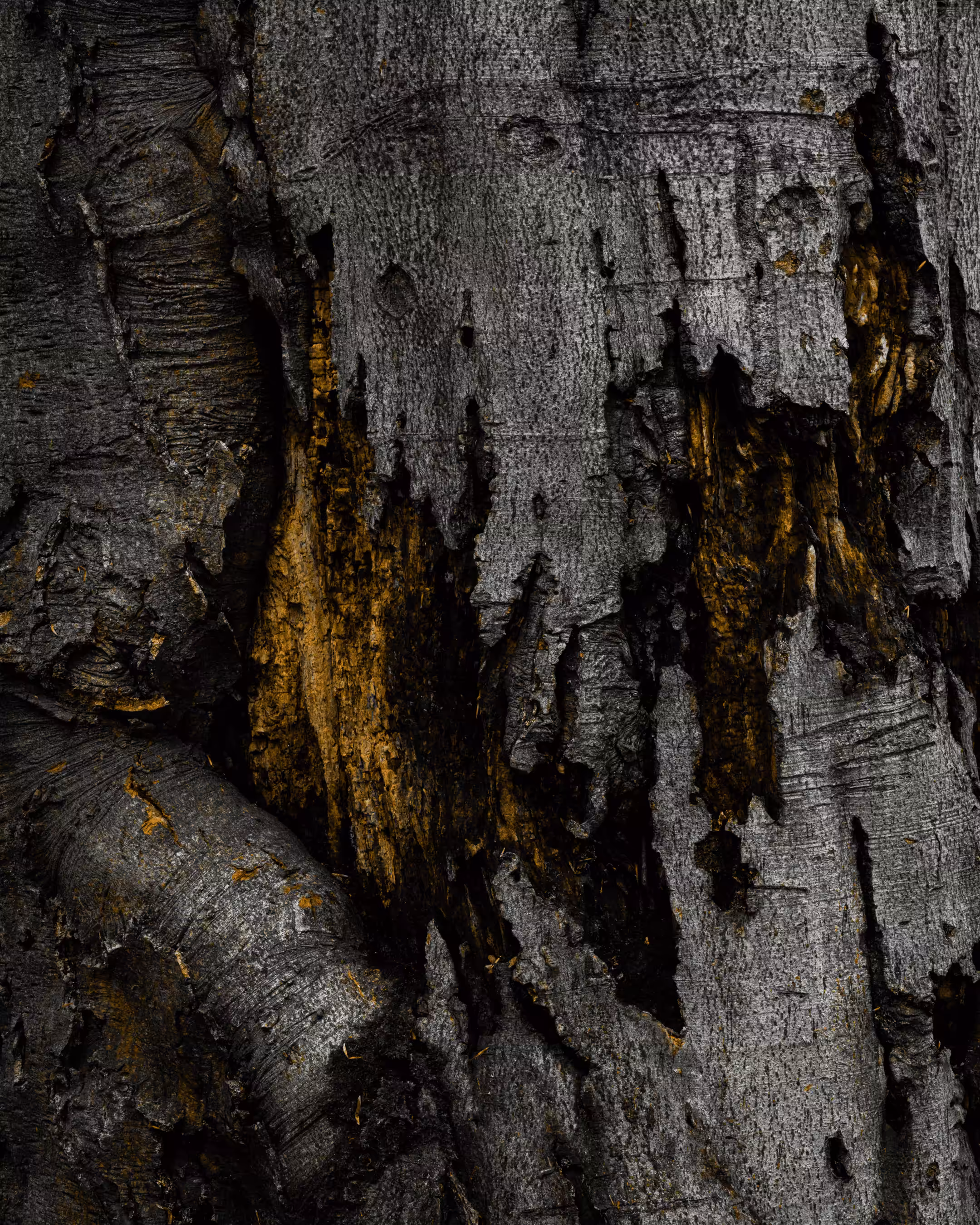 Elements #22 - Ravaged