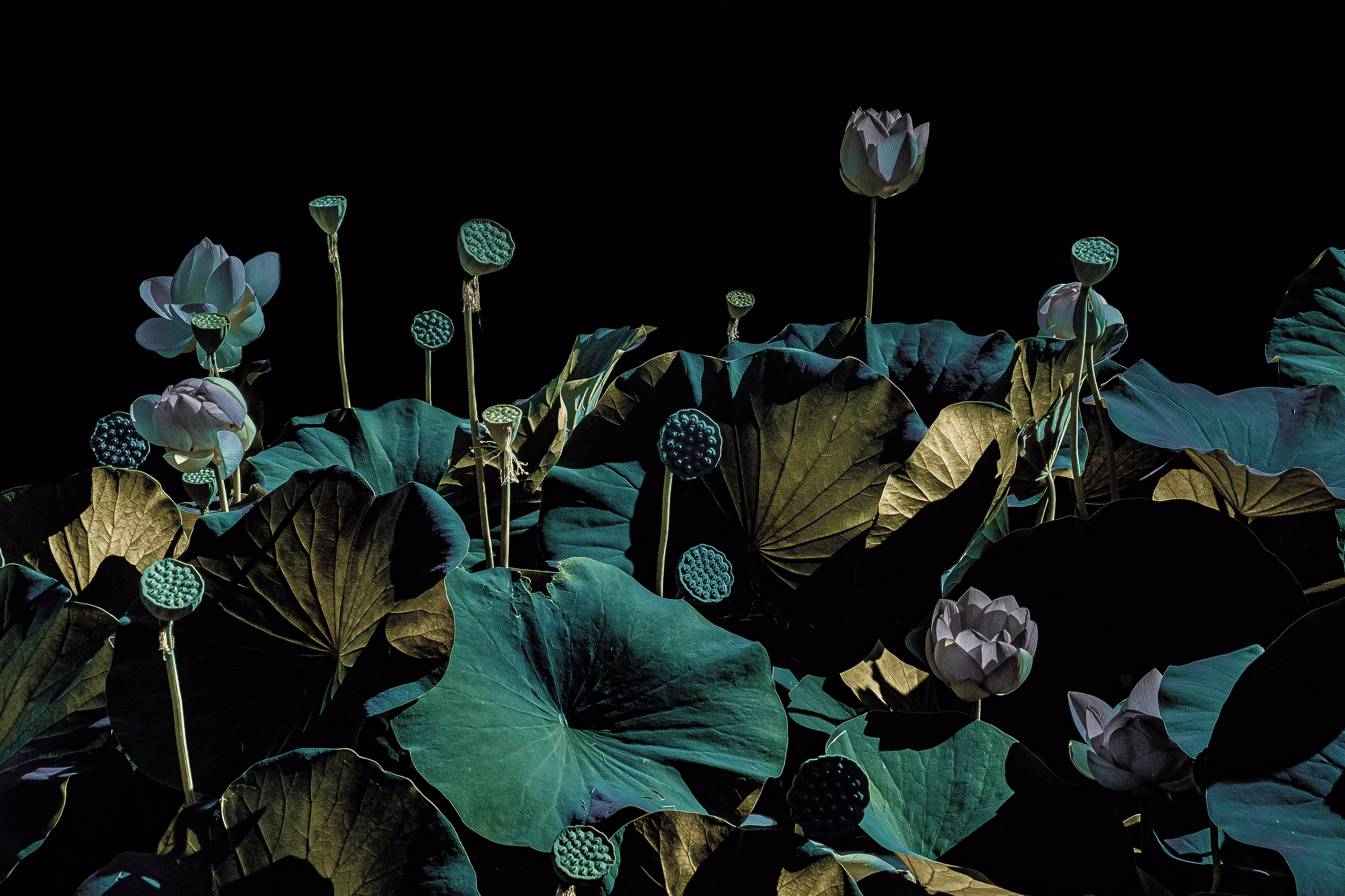 Lotus