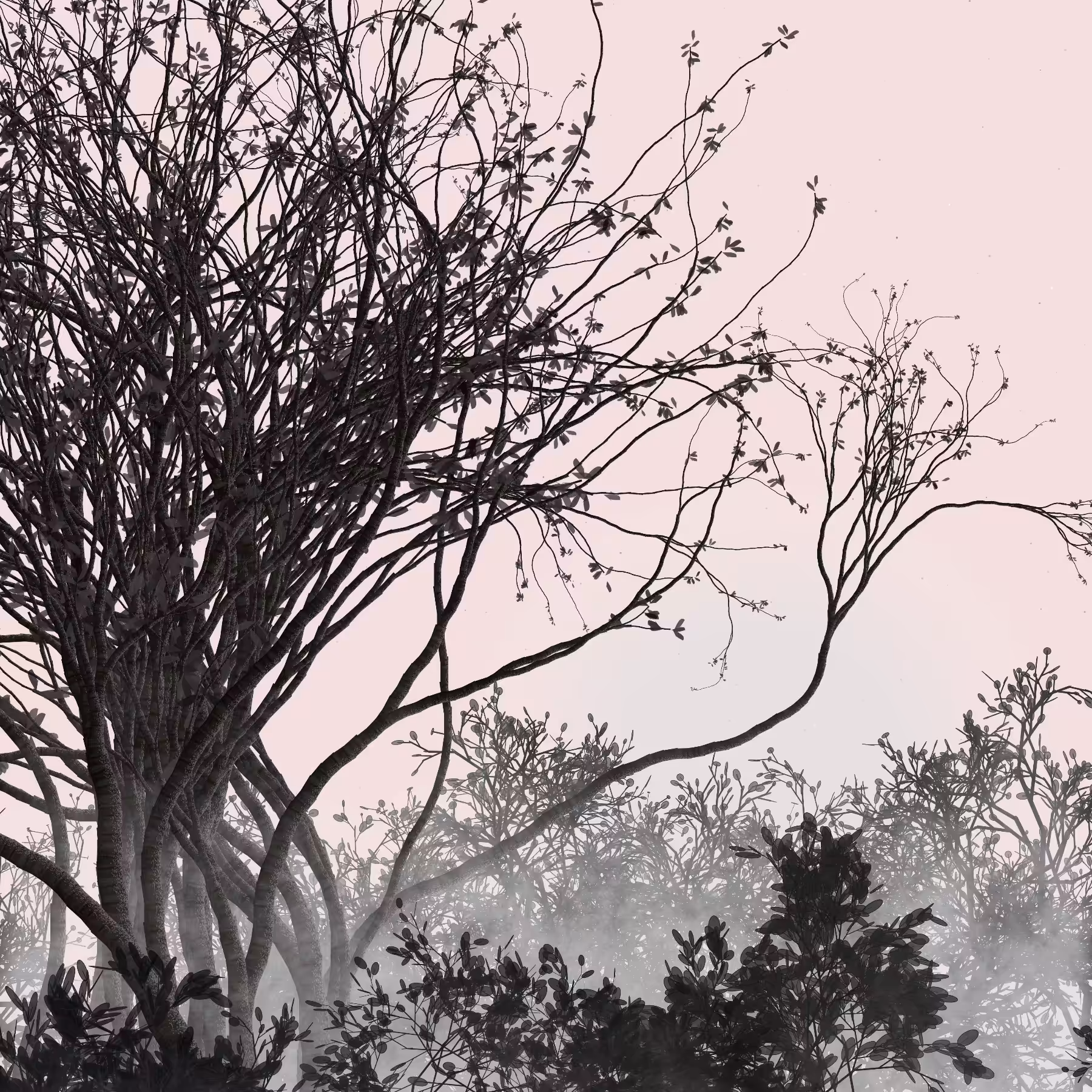 Morning Mist #313
