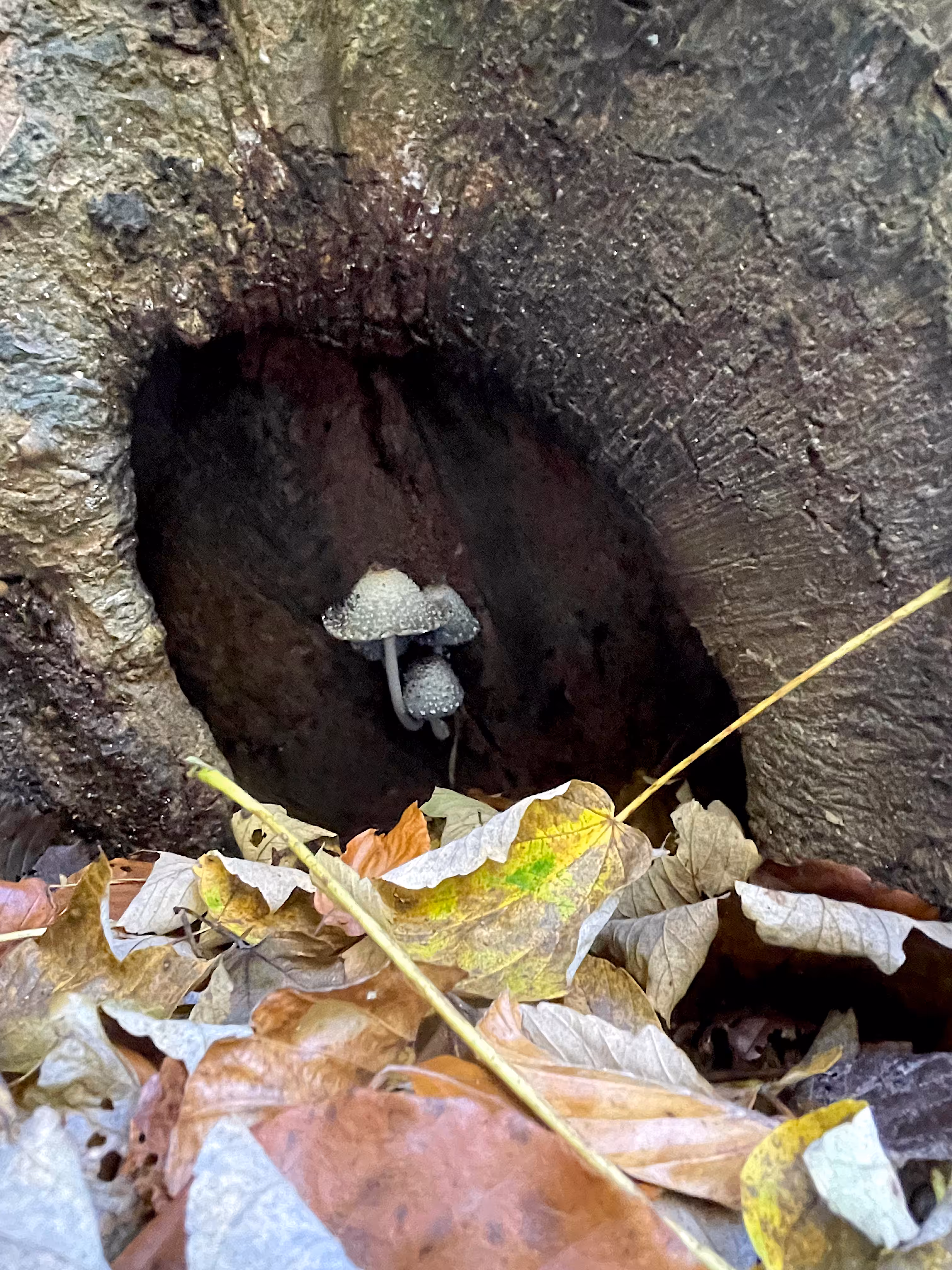 Mushroom Family