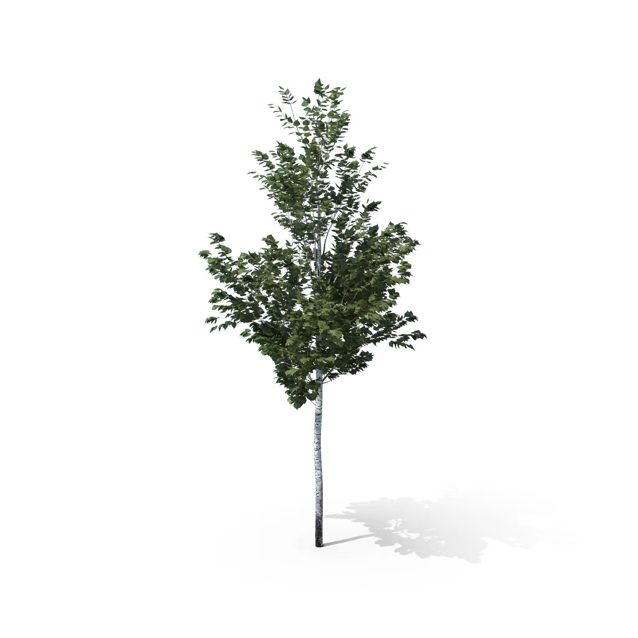 Your Tree #53