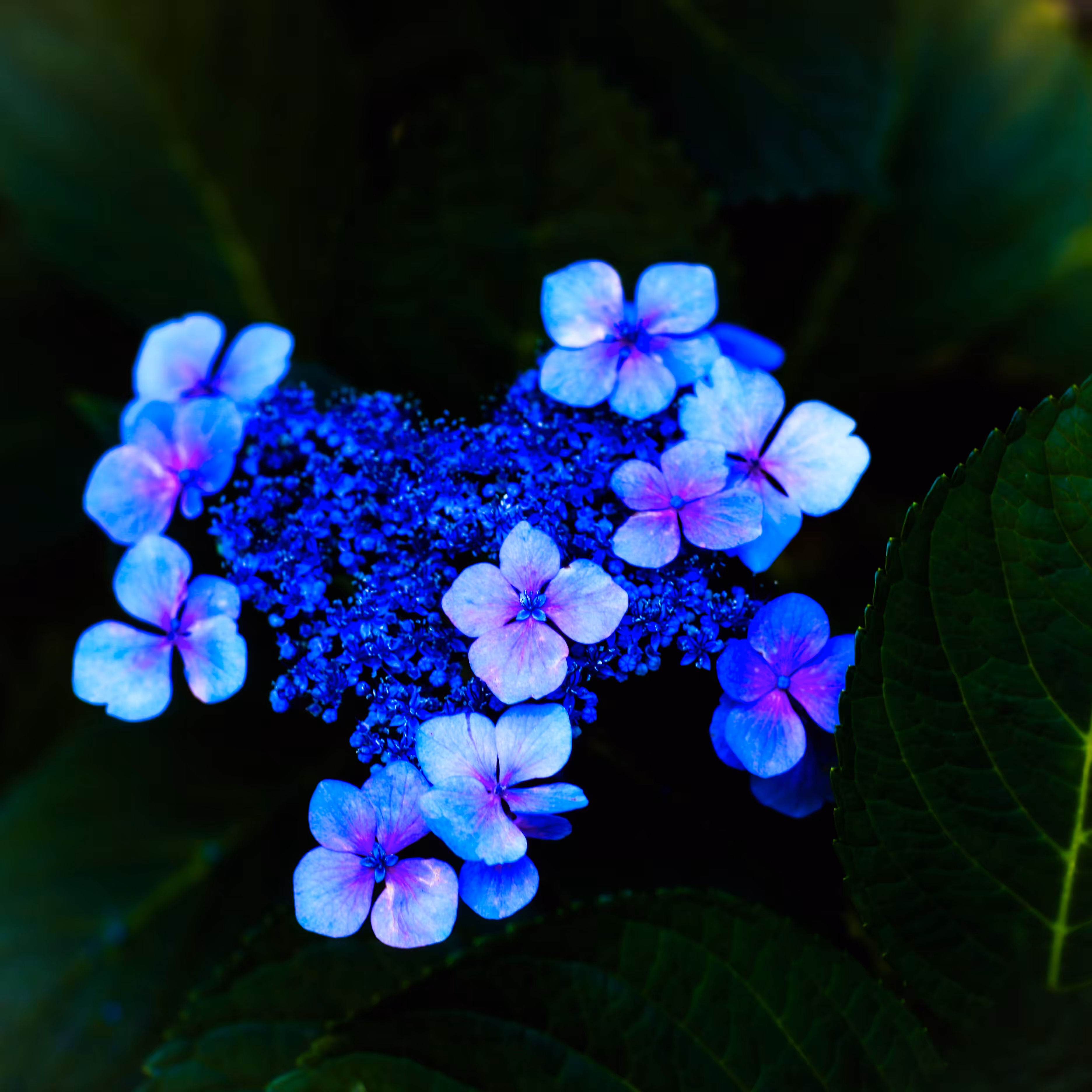 French hydrangea