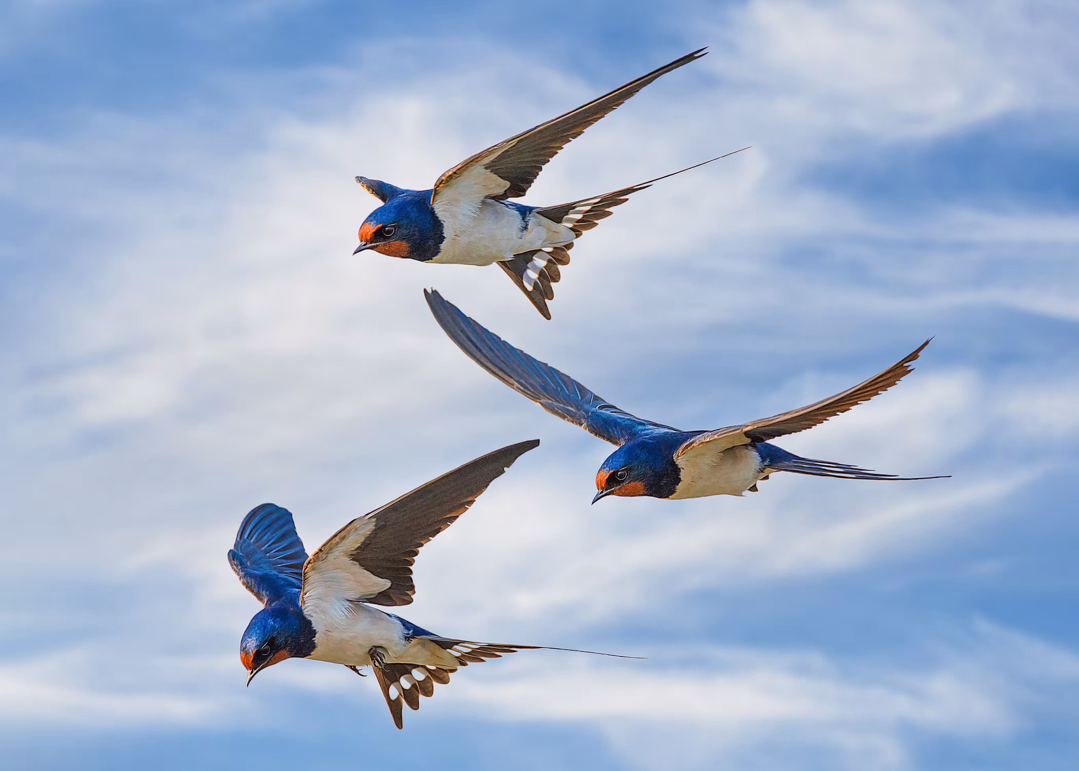We 3 (Barn Swallow)
