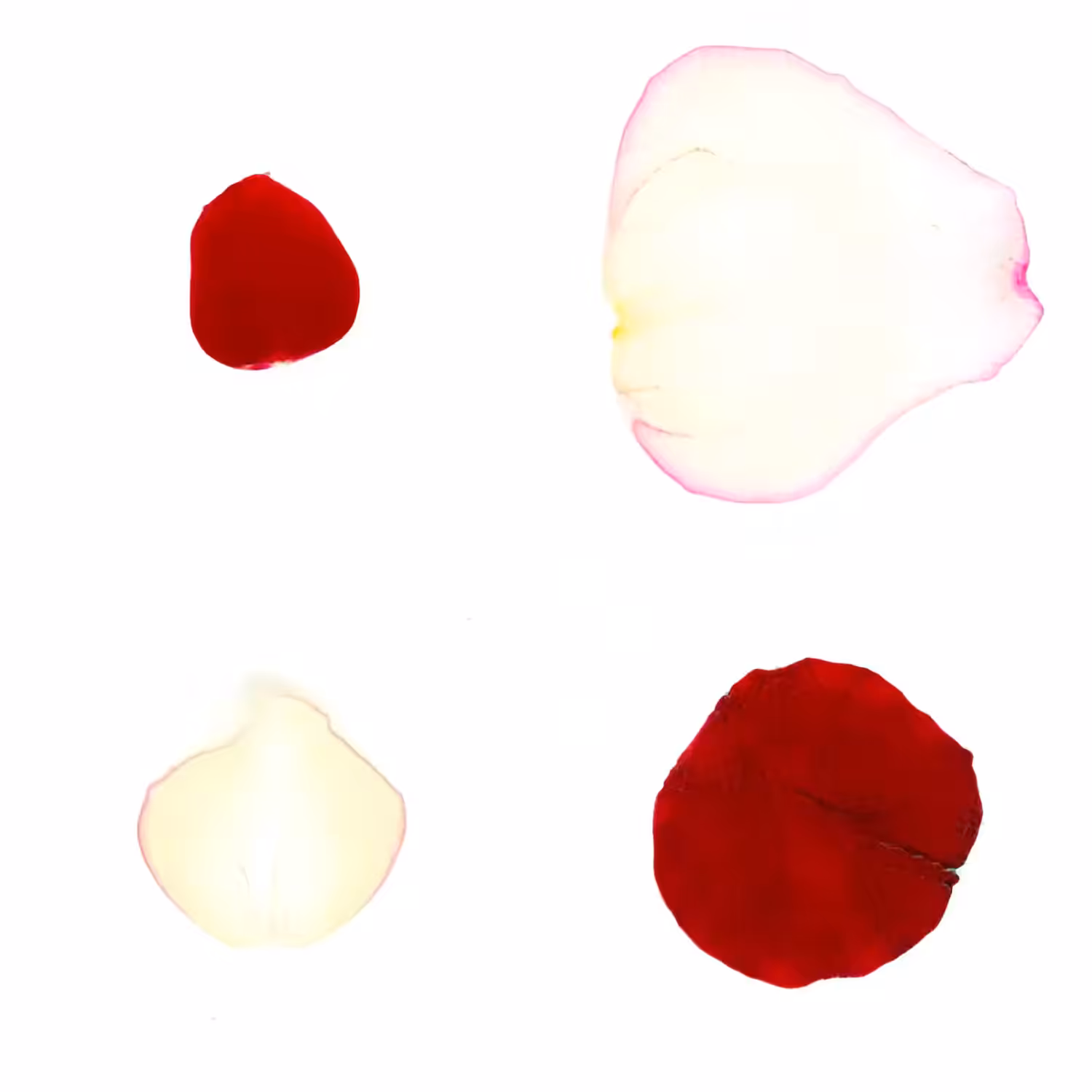 Infinite Petals 2x2#20036