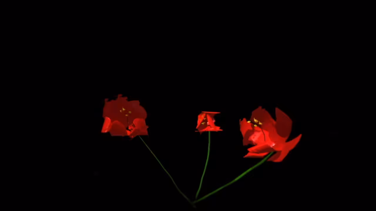 "Flower in darkness"