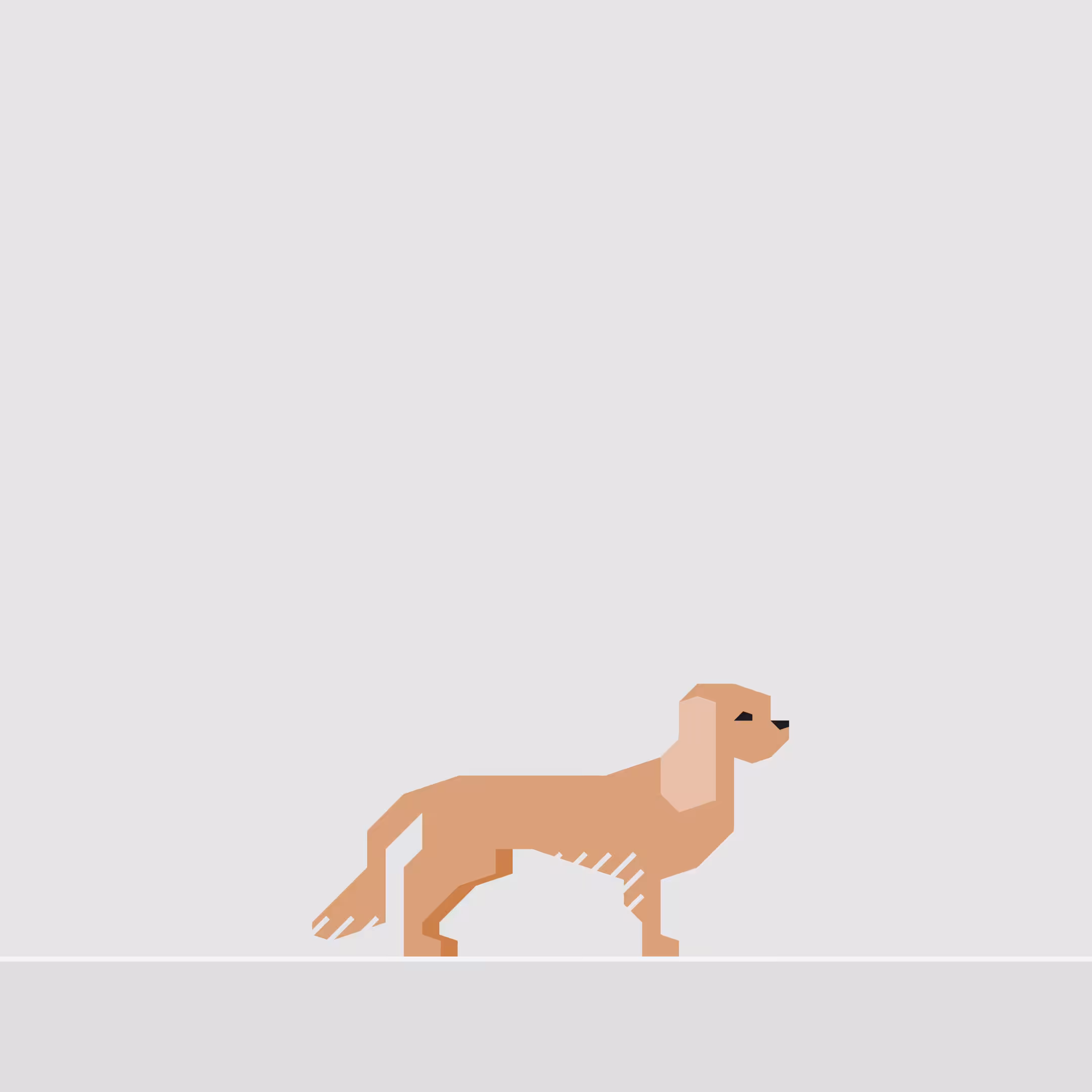 King Charles Spaniel