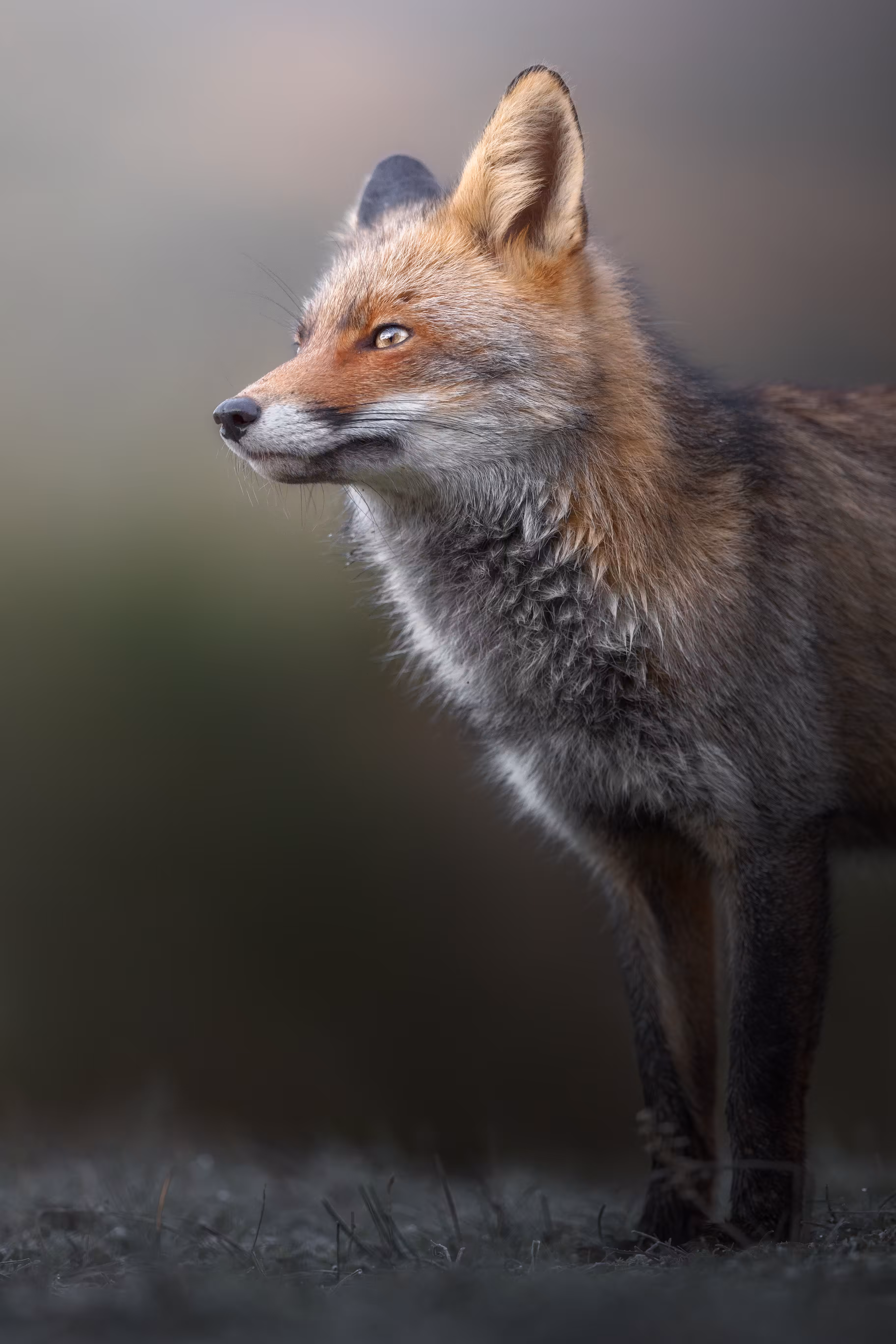Alone in the woods