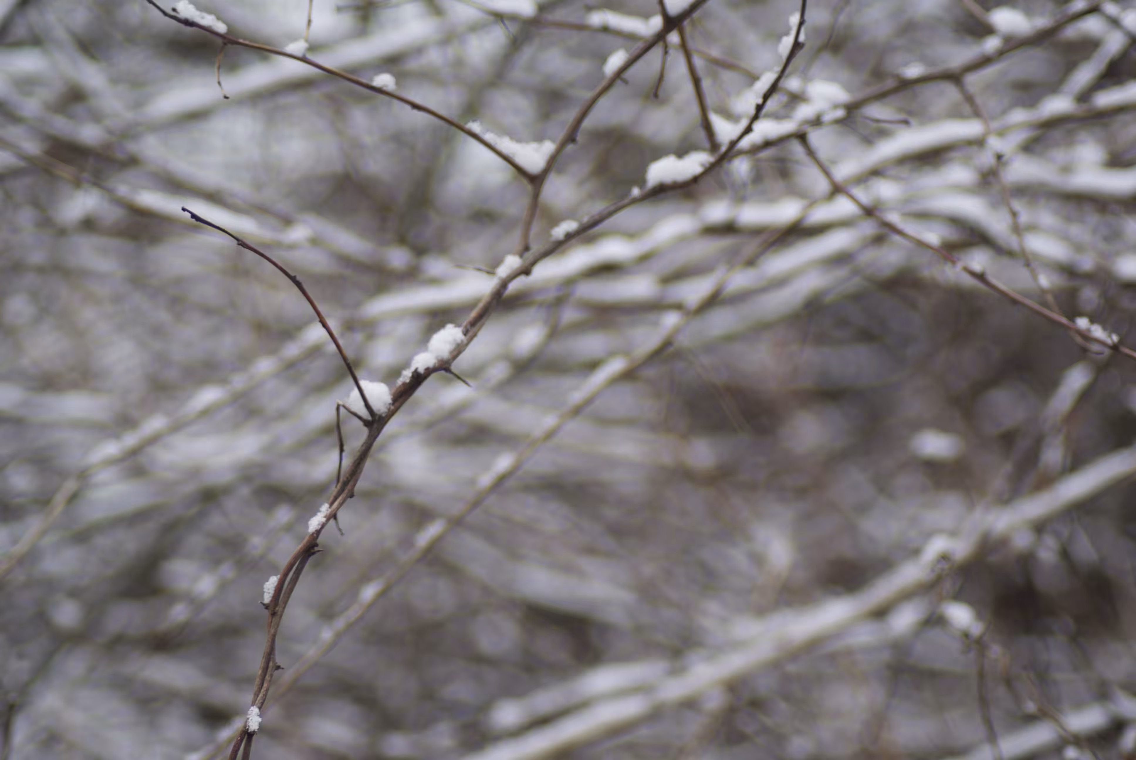 snow with branches no.2, 2021
