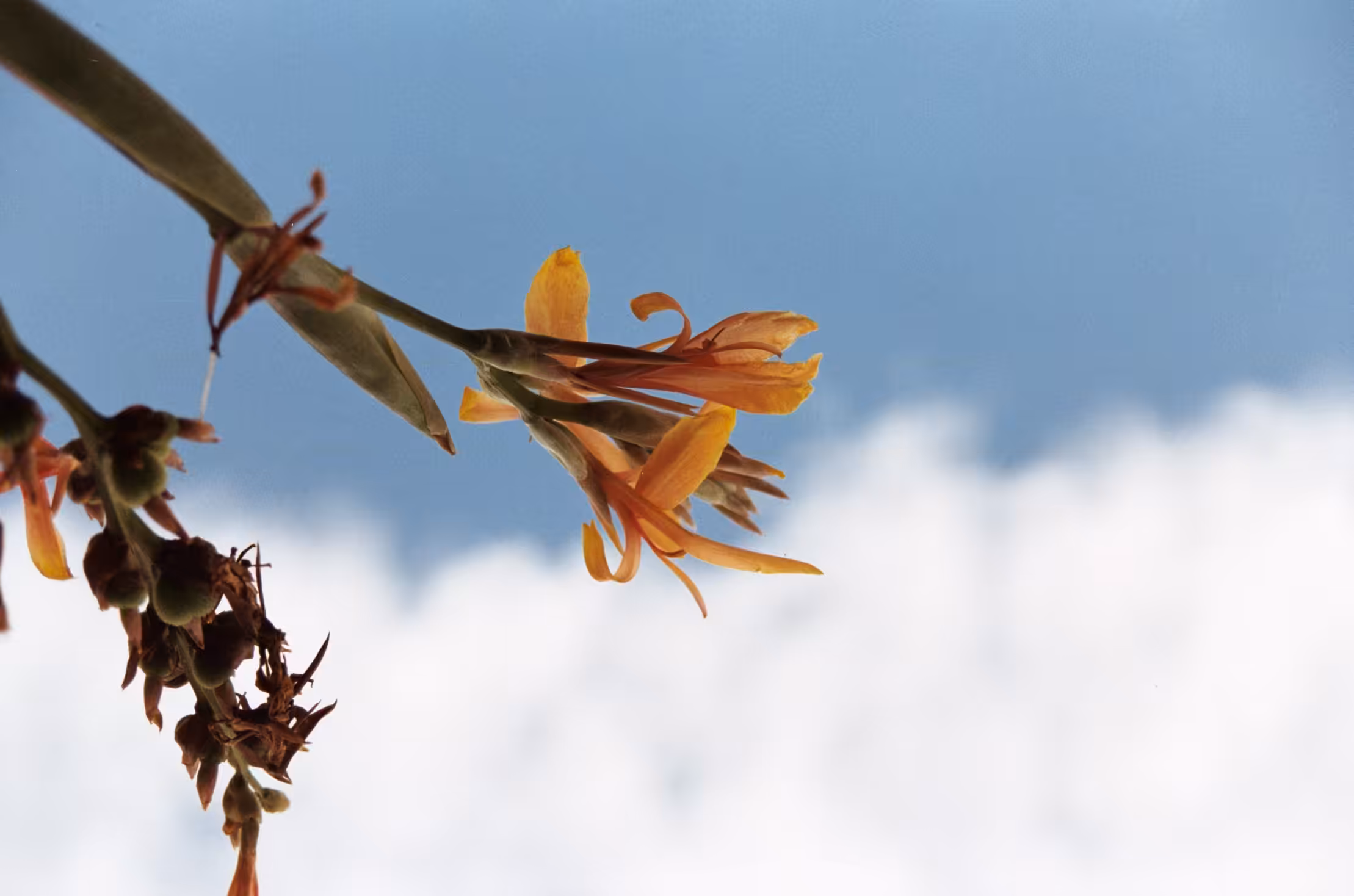 Flowers in the sky