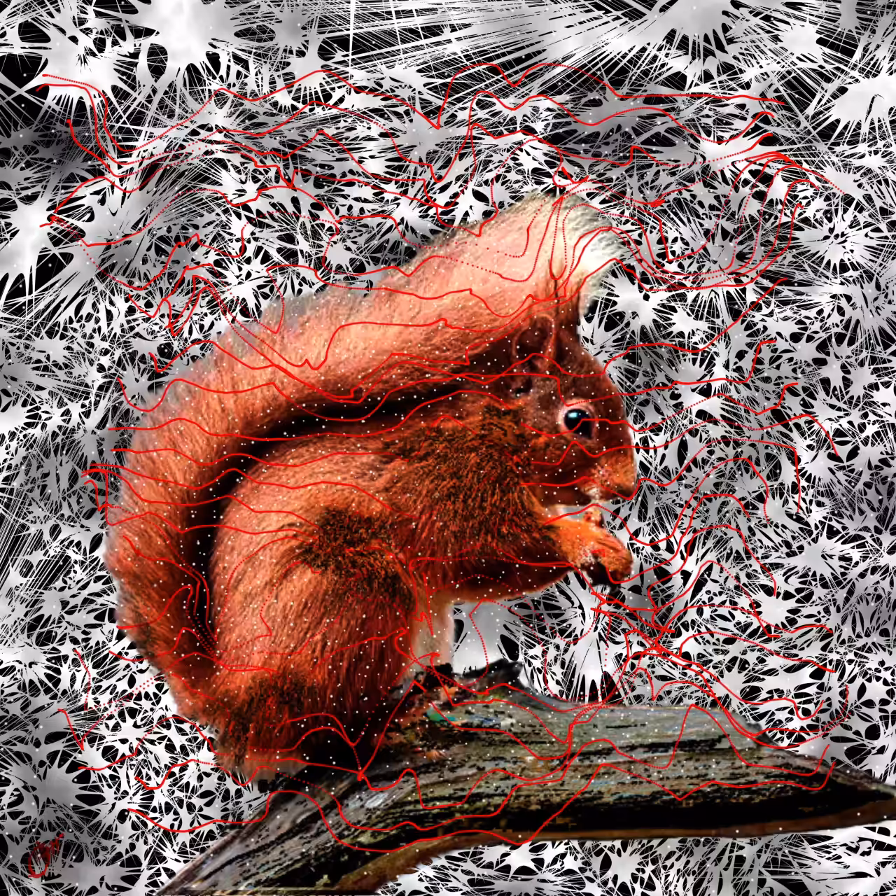 Iranian squirrel