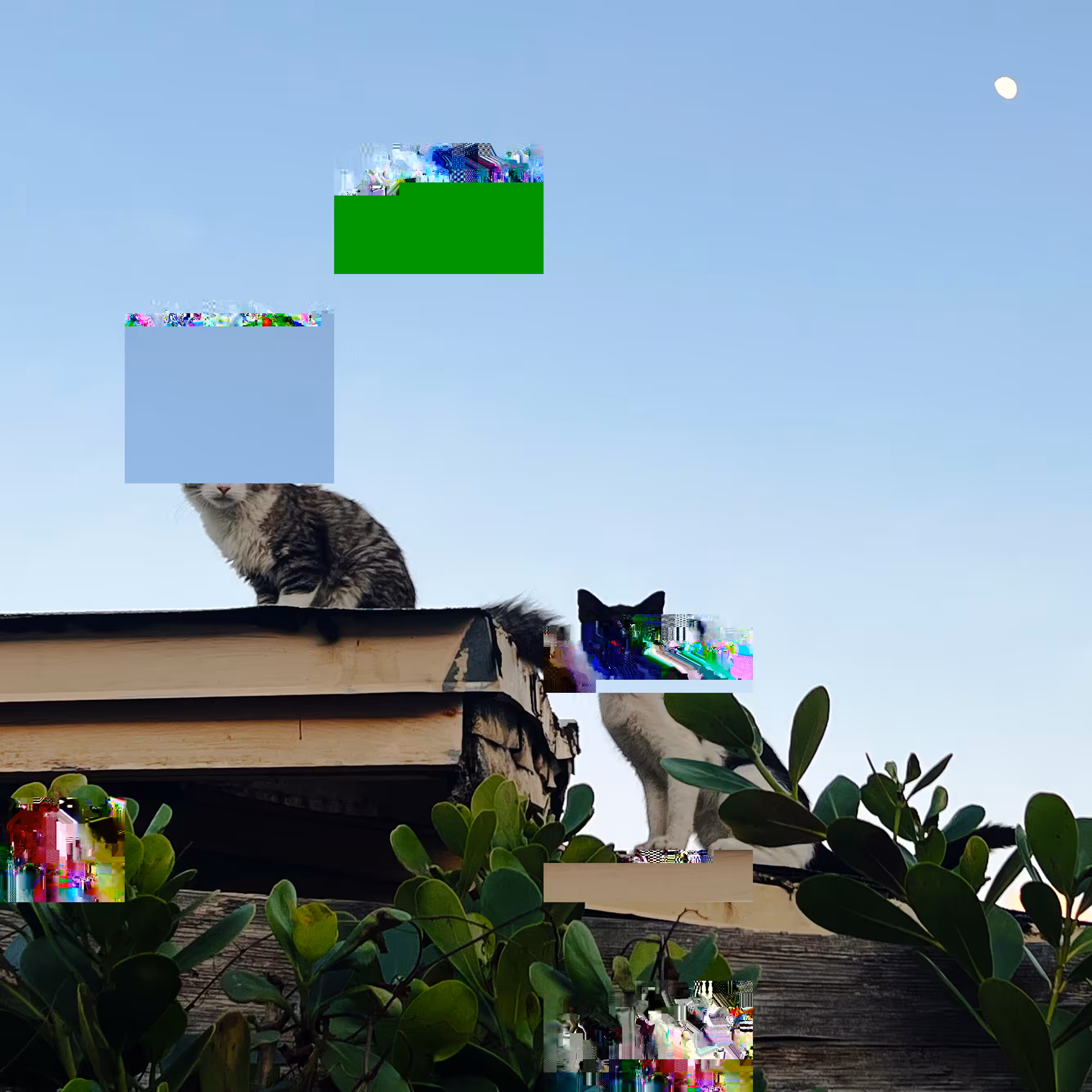 Two Cats (07)
