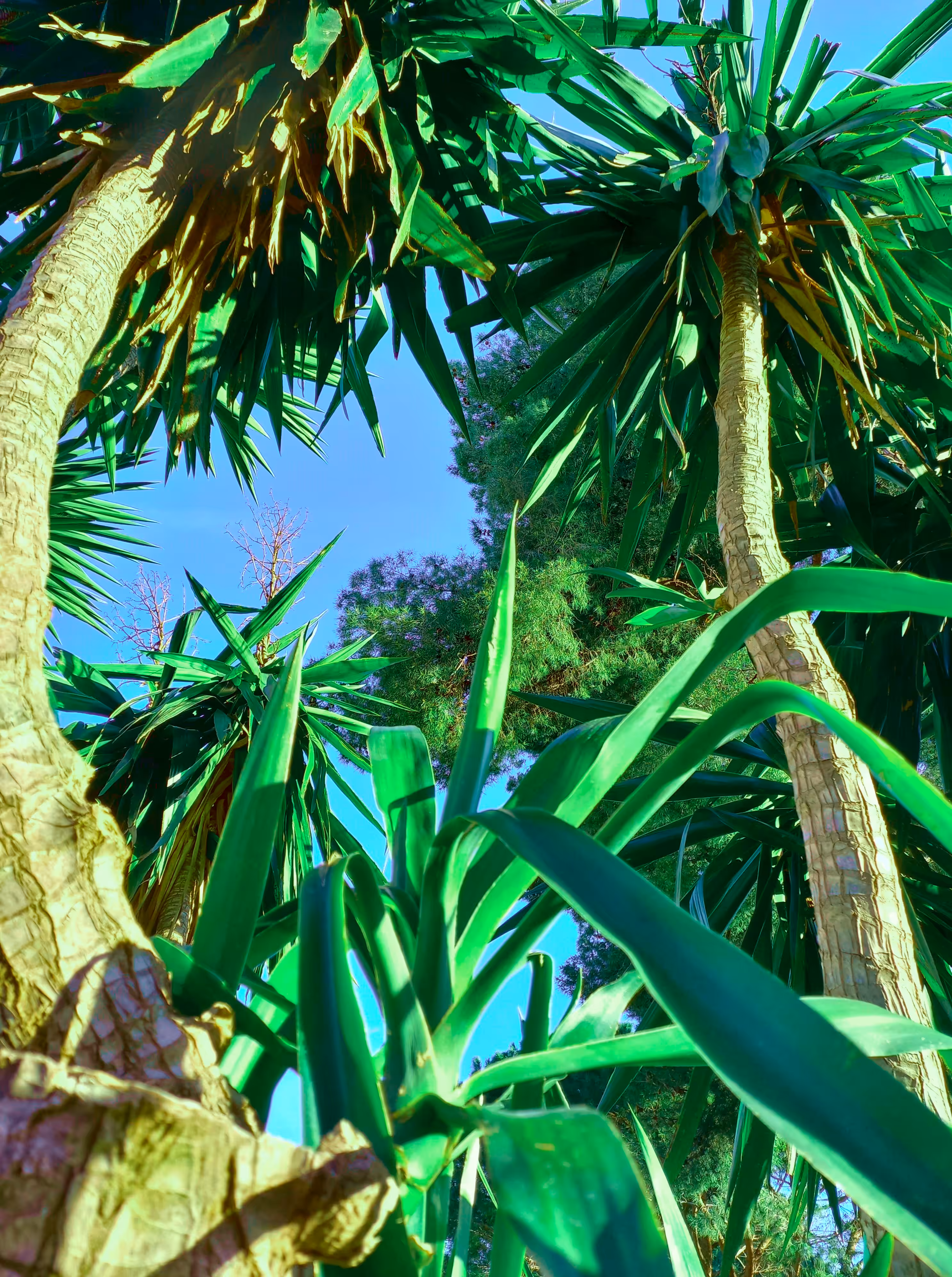 View on Yucca Trees