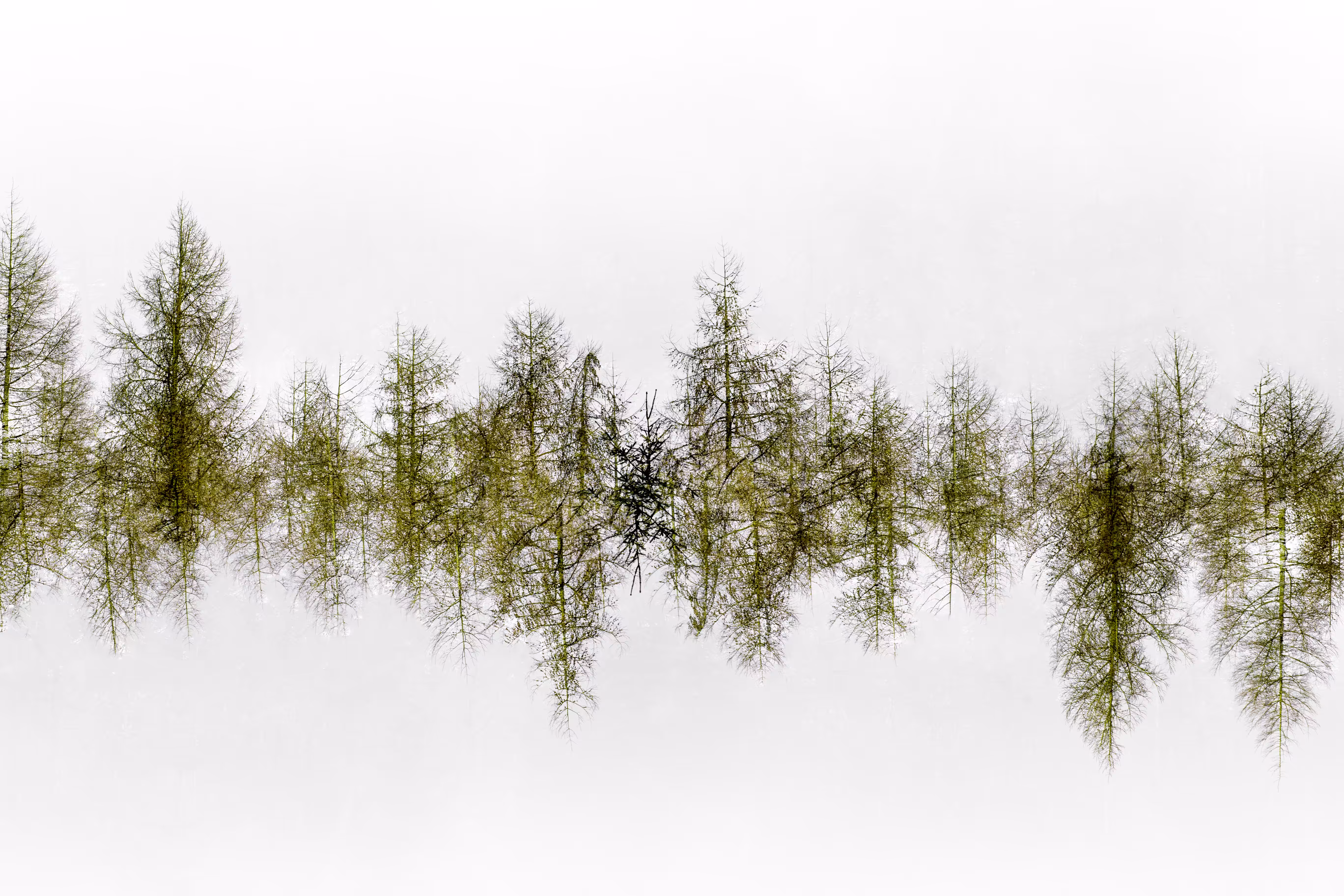 Heartbeat of the forest