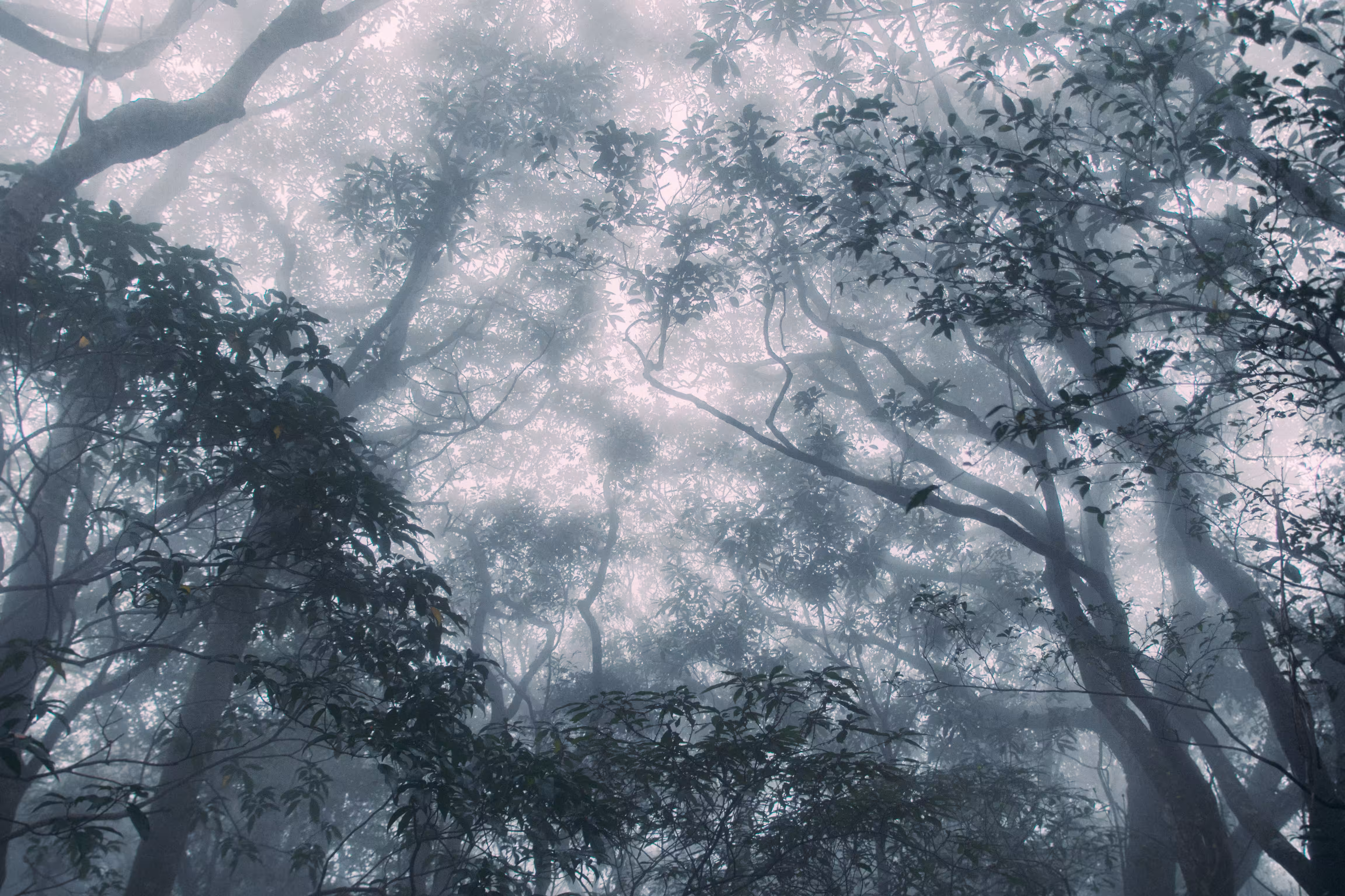 What the fog (Enchanted)