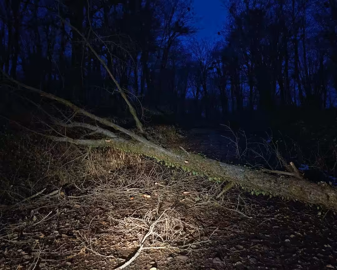 Trees