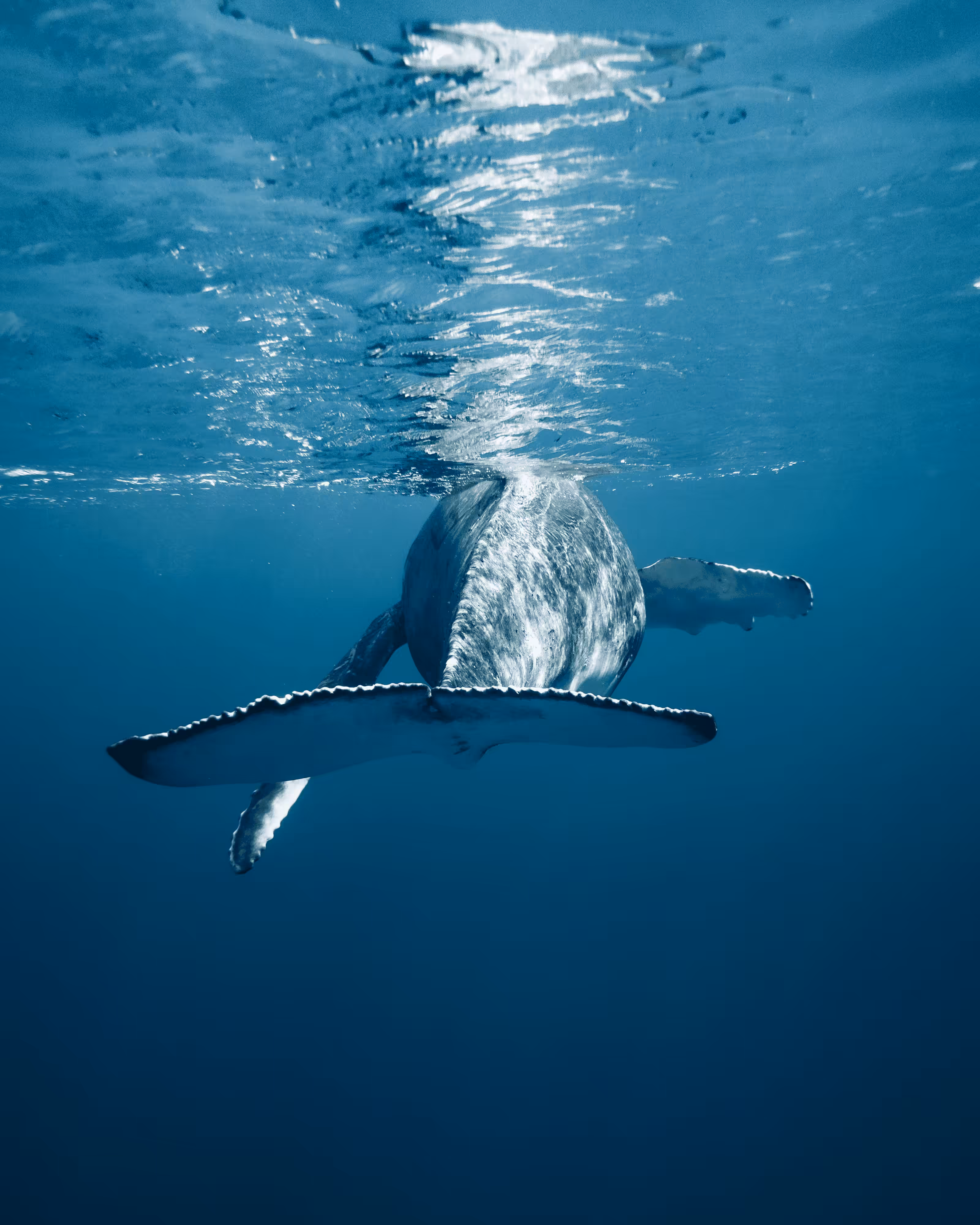 “Into The Blue” #43
