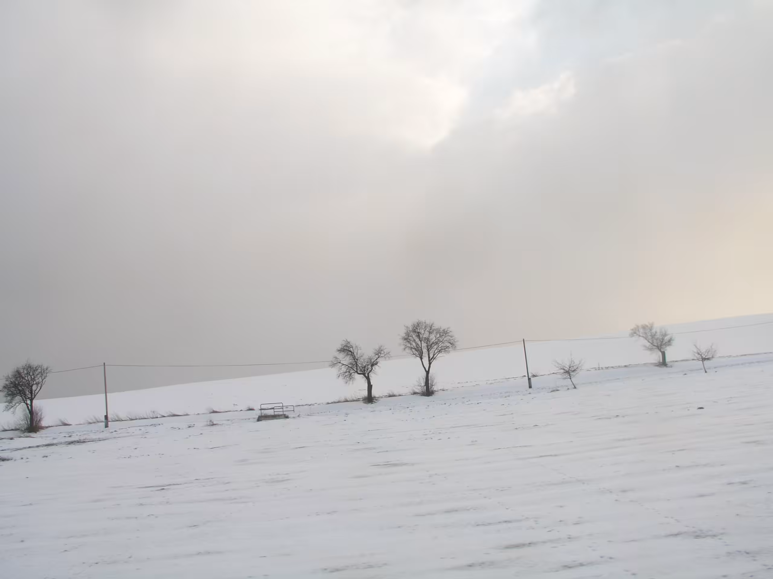 trees in the snow Czechia