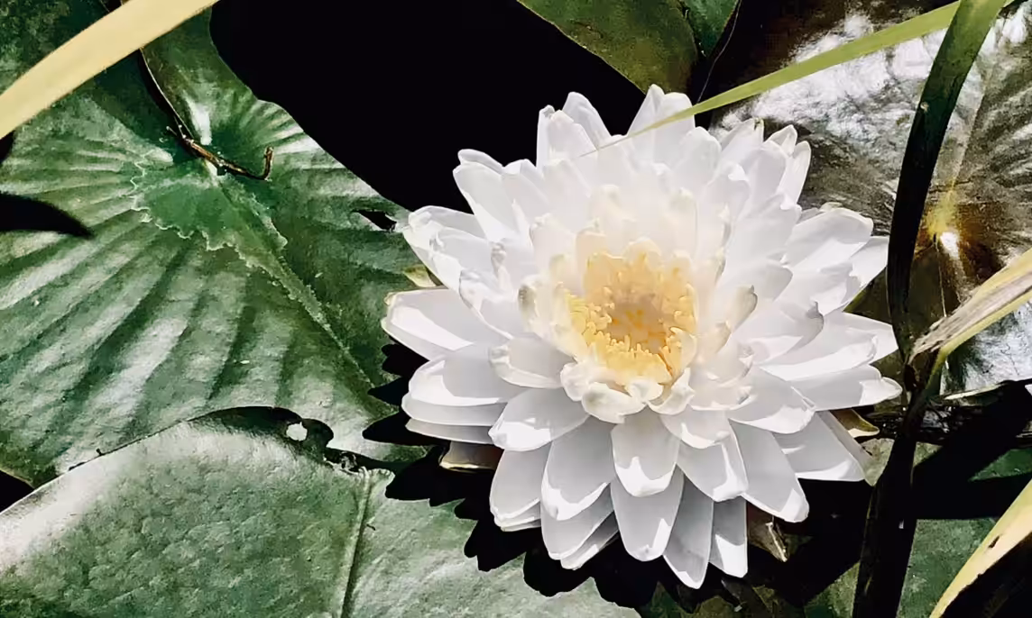 Rise & Bloom