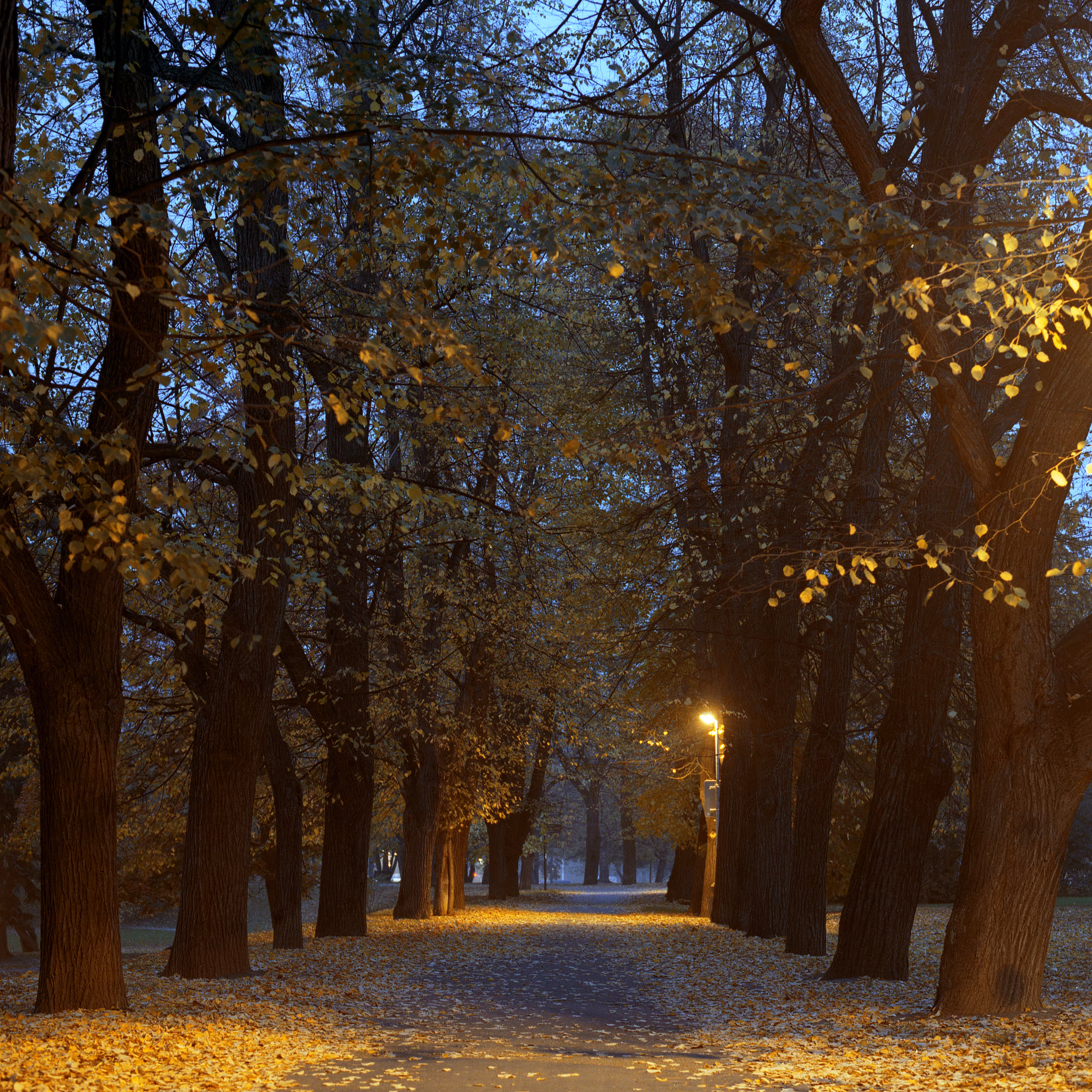 Roads Untraveled #19
