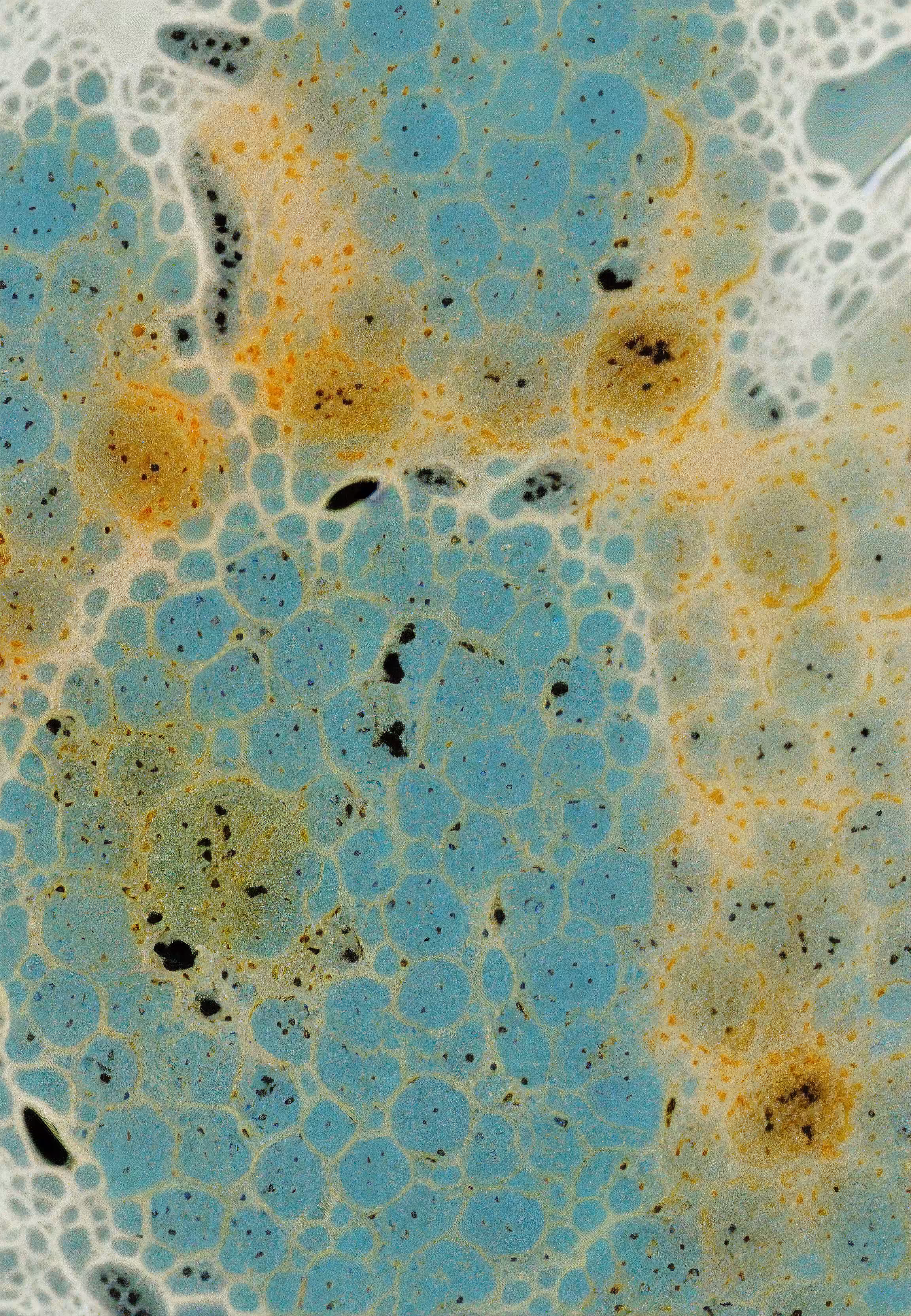 Histologia In Silico #141