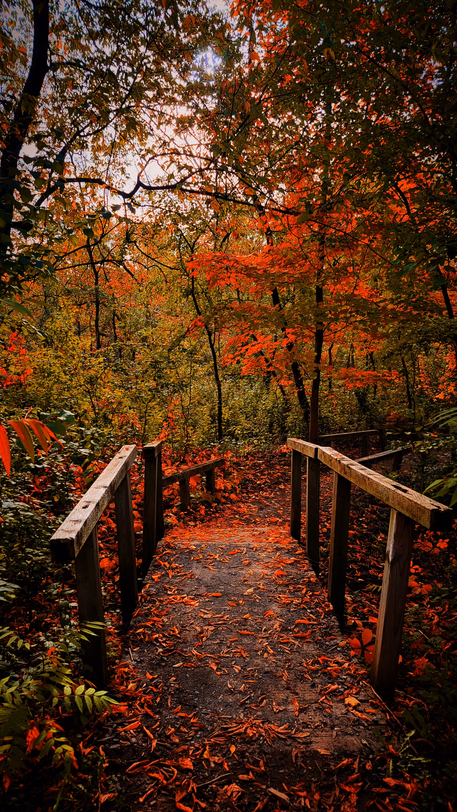 Autumn #3