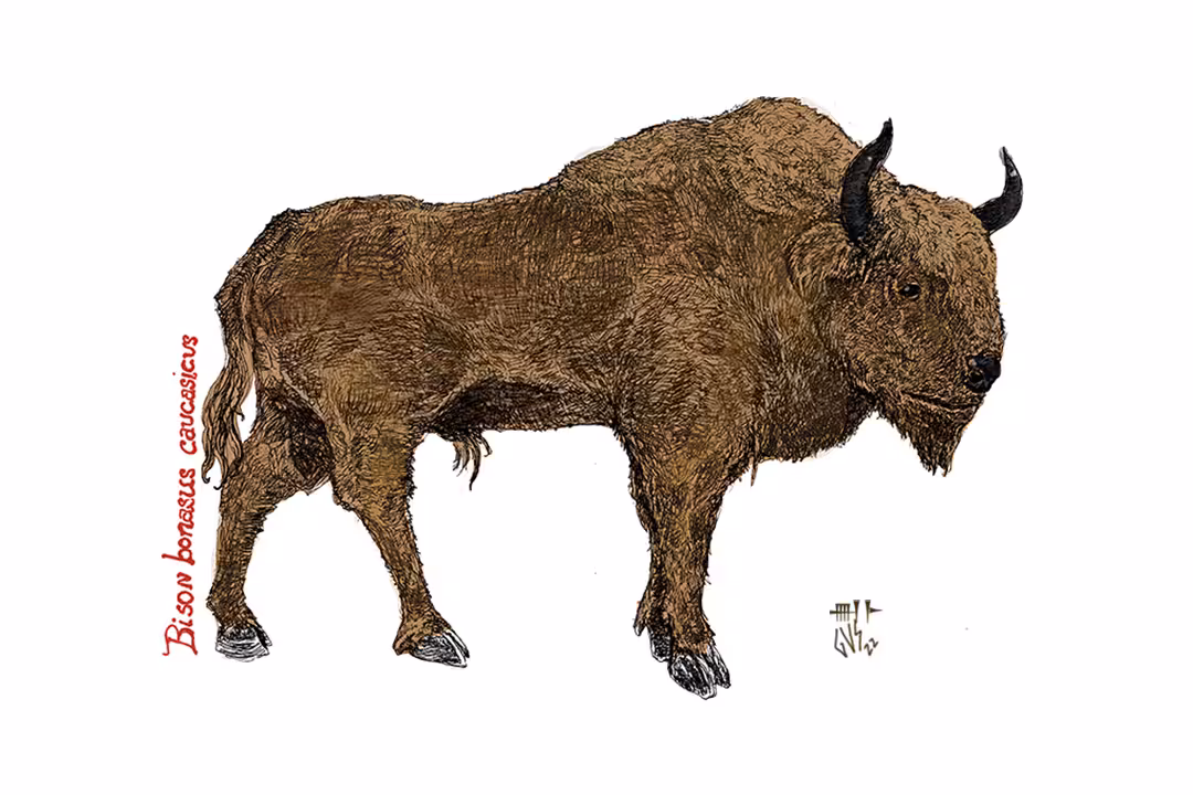 Caucasian Wisent