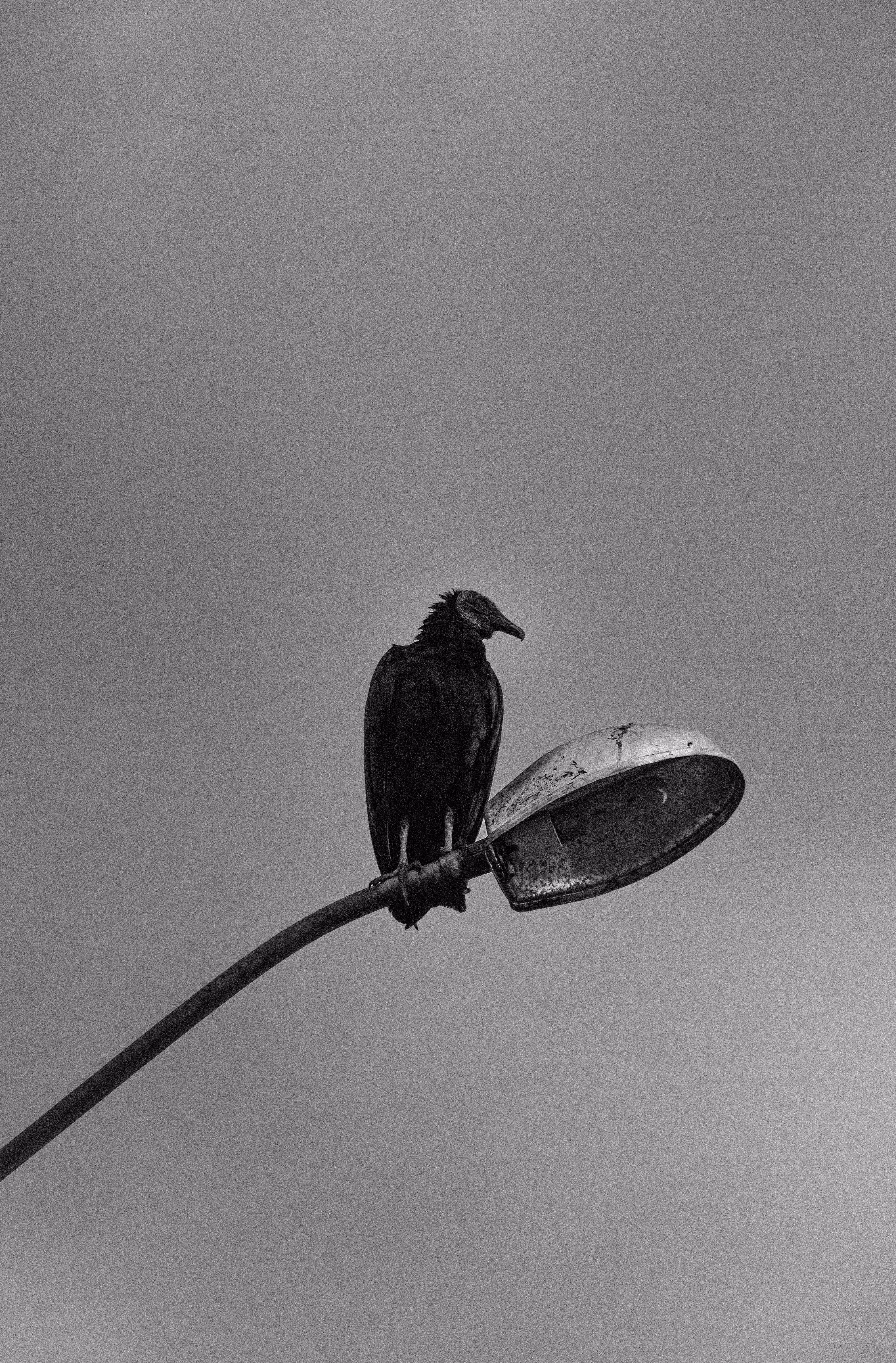 Scavenger