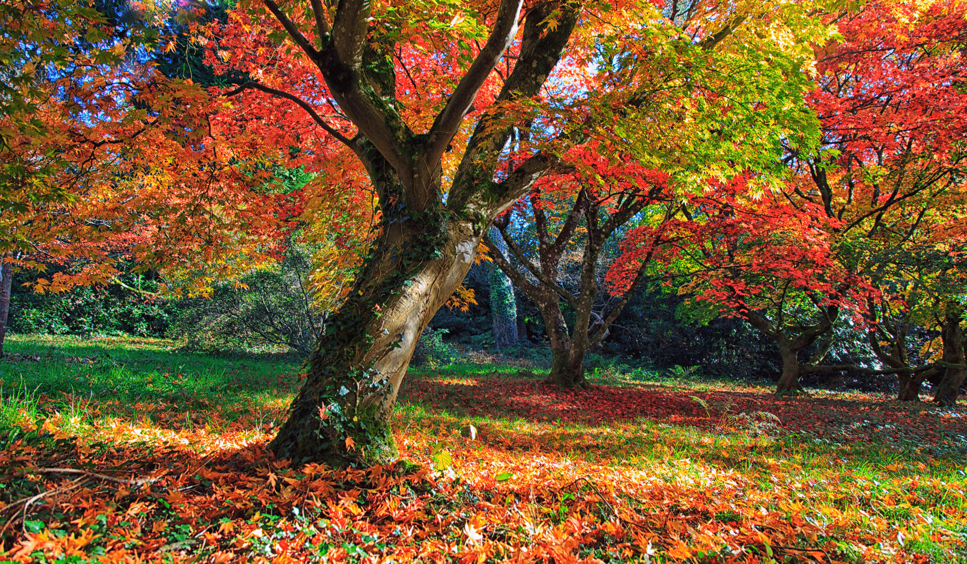 Autumn Garden