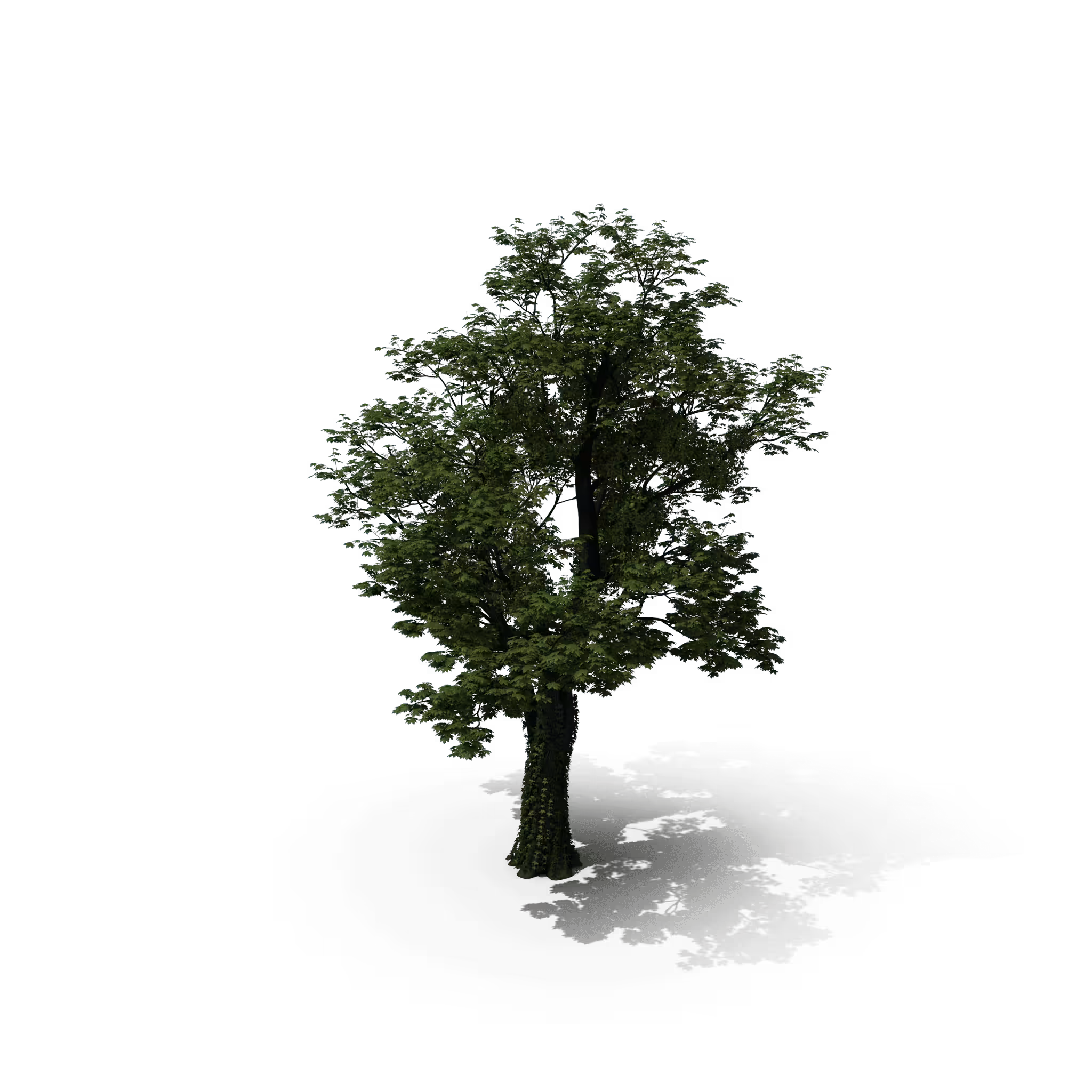 Your Tree I Maple