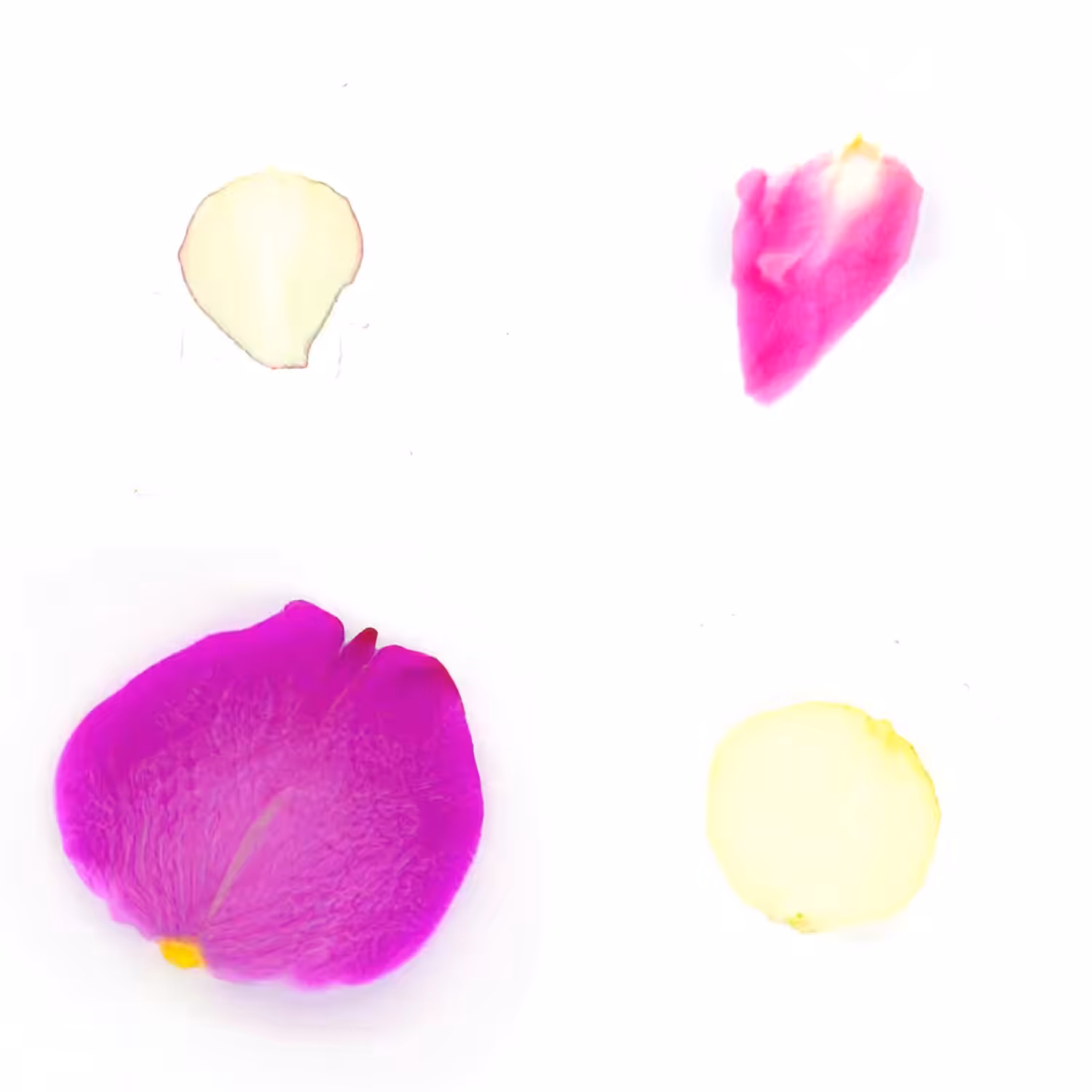 Infinite Petals 2x2#20162