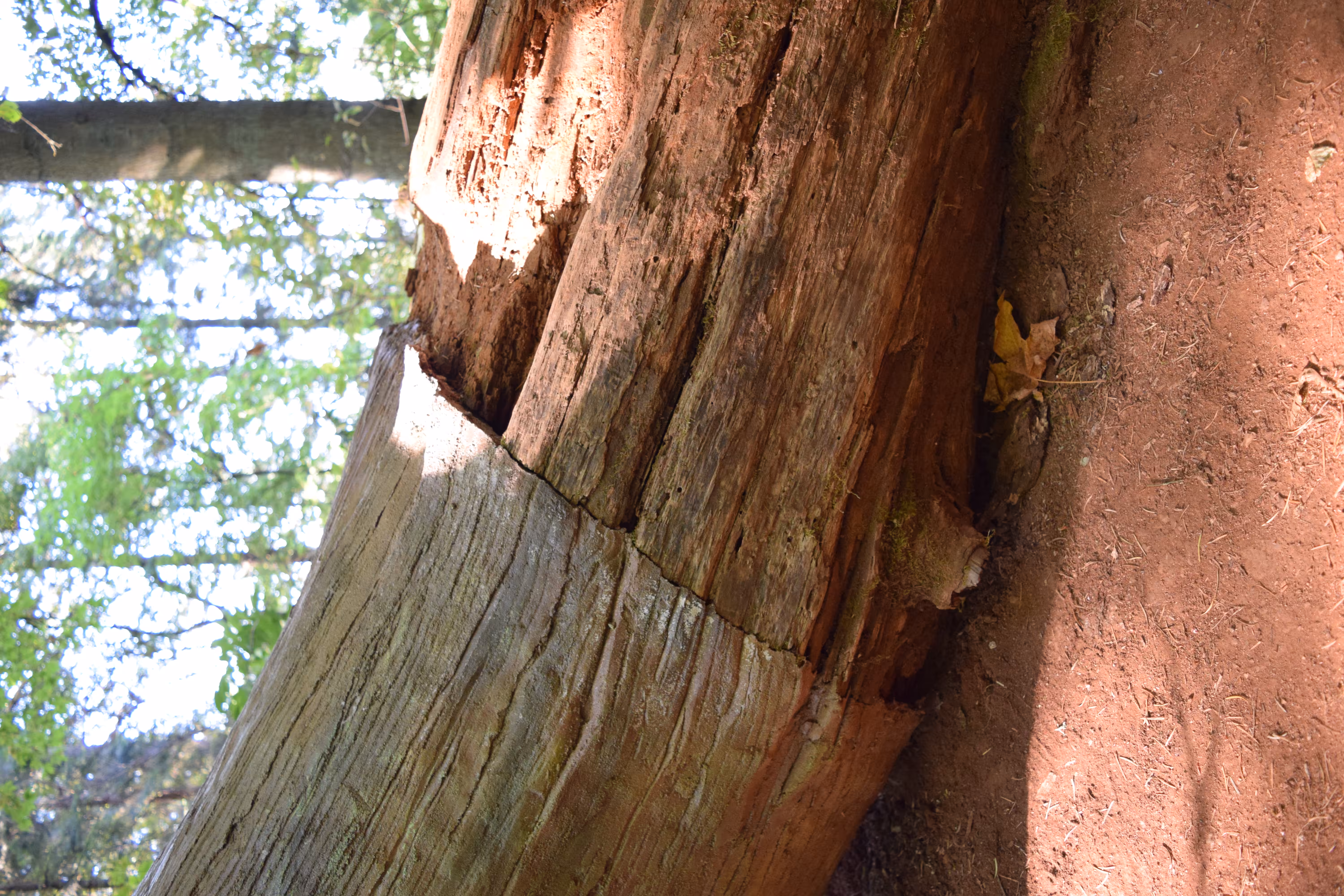 Nature Repaired